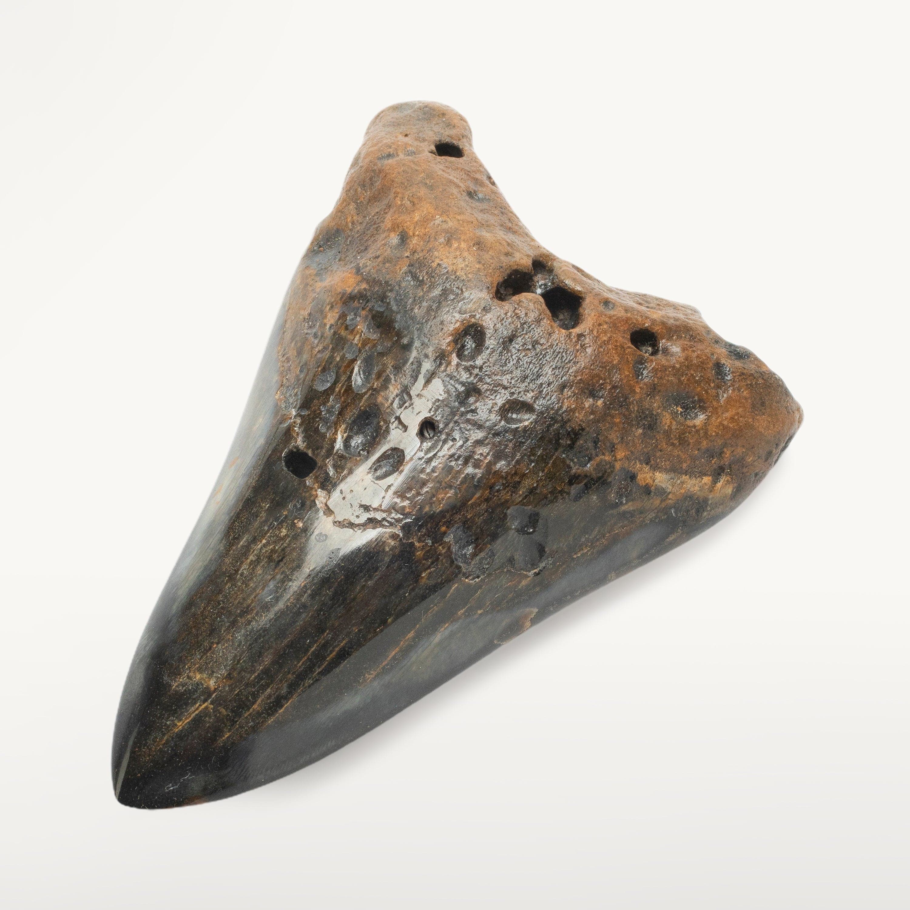 Kalifano Megalodon Teeth Megalodon Tooth from South Carolina - 4.2" ST2000.113