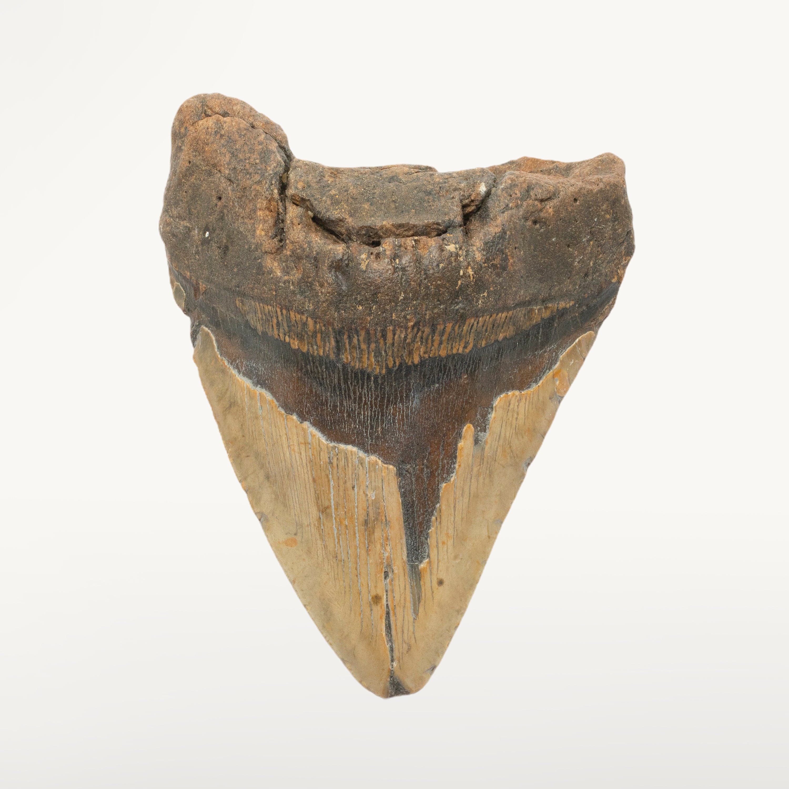 Kalifano Megalodon Teeth Megalodon Tooth from South Carolina - 4.2" ST2800.003