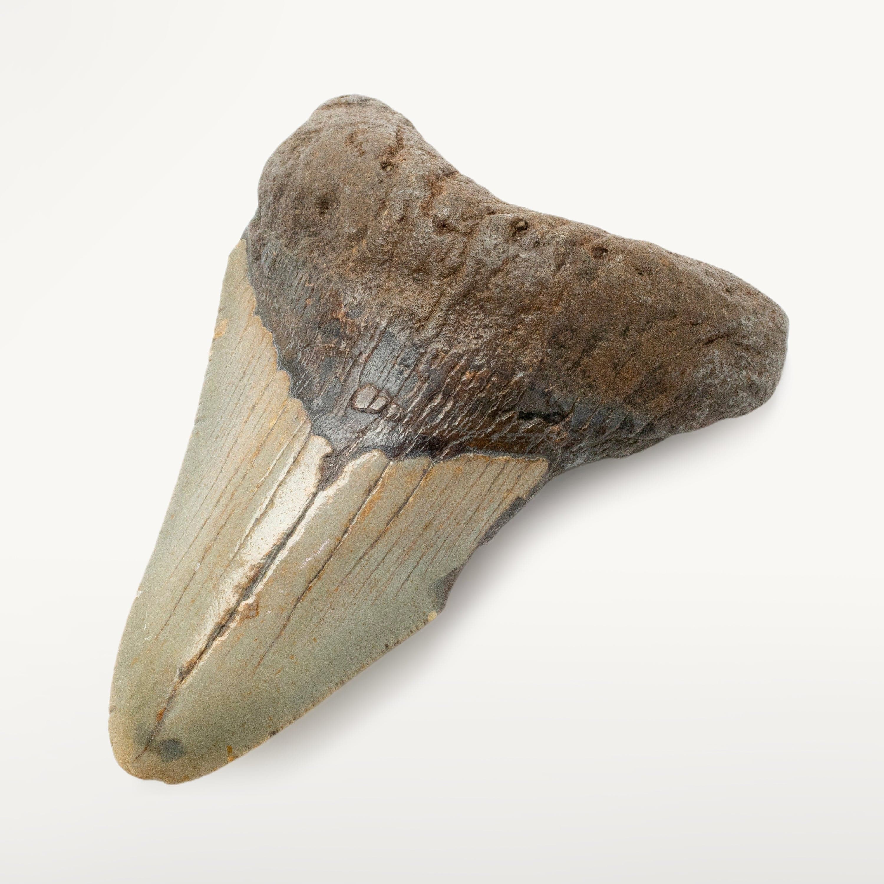 Kalifano Megalodon Teeth Megalodon Tooth from South Carolina - 4.3" ST1600.028