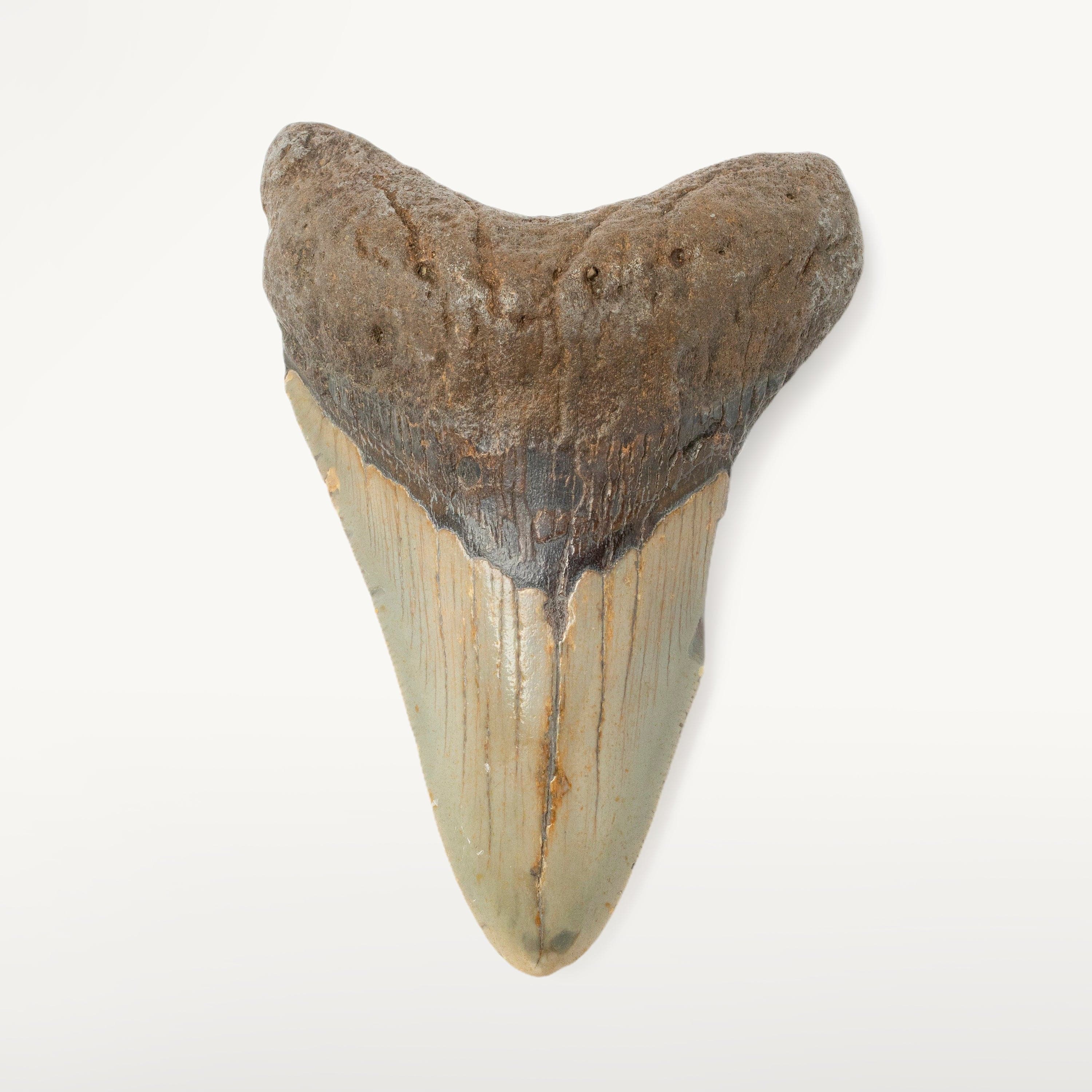 Kalifano Megalodon Teeth Megalodon Tooth from South Carolina - 4.3" ST1600.028