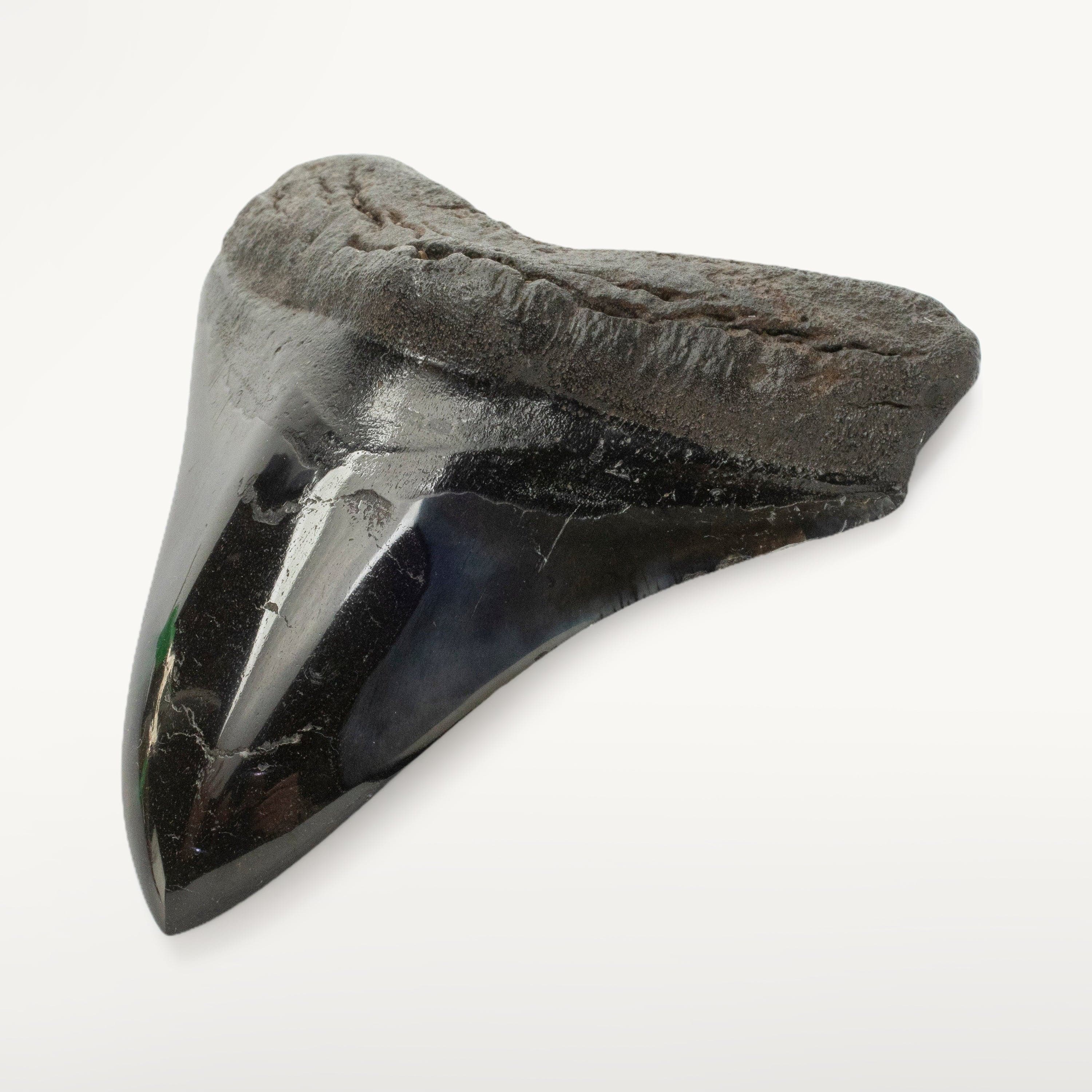 Kalifano Megalodon Teeth Megalodon Tooth from South Carolina - 4.3" ST2000.104