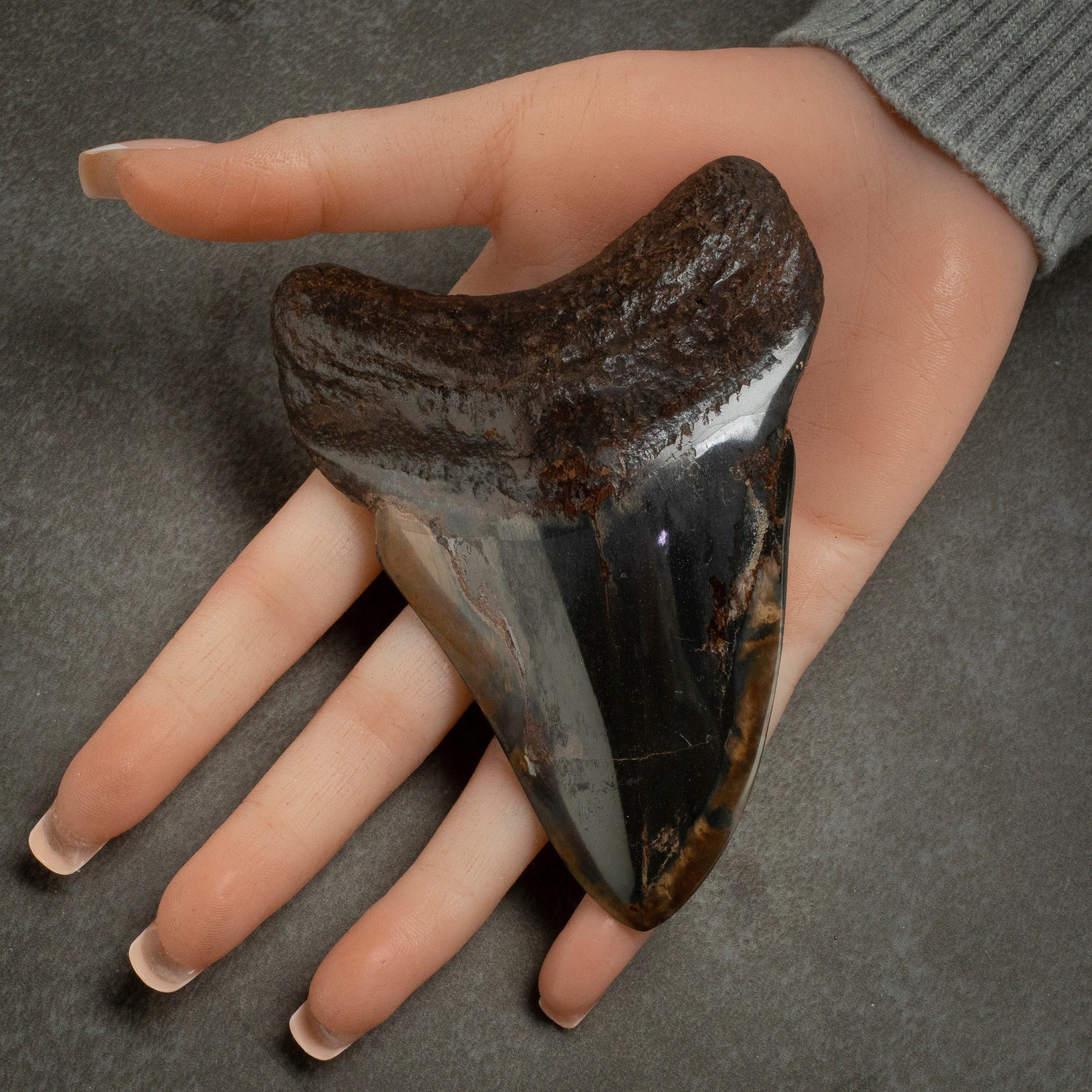 Kalifano Megalodon Teeth Megalodon Tooth from South Carolina - 4.3" ST2000.108