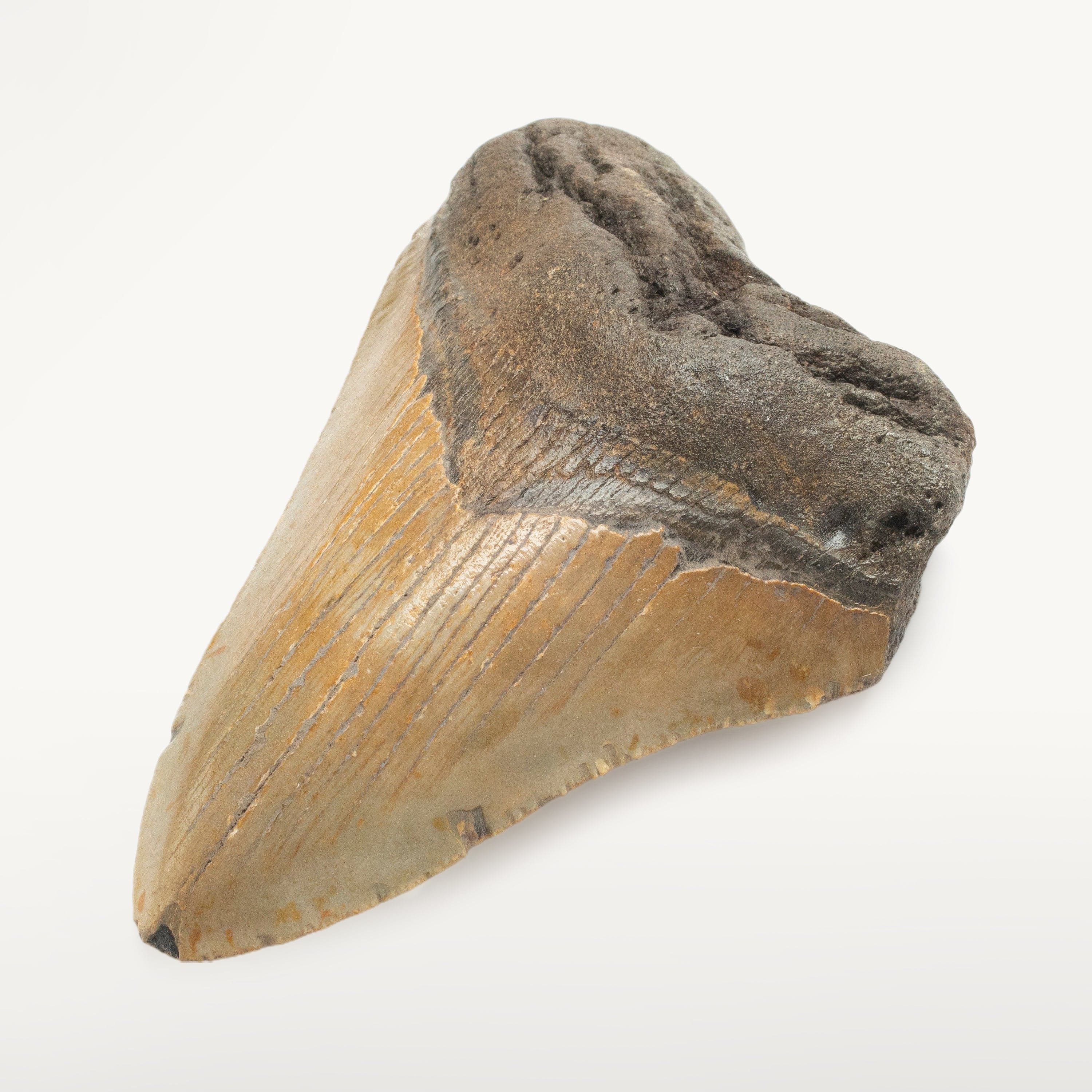 Kalifano Megalodon Teeth Megalodon Tooth from South Carolina - 4.7" ST1500.005