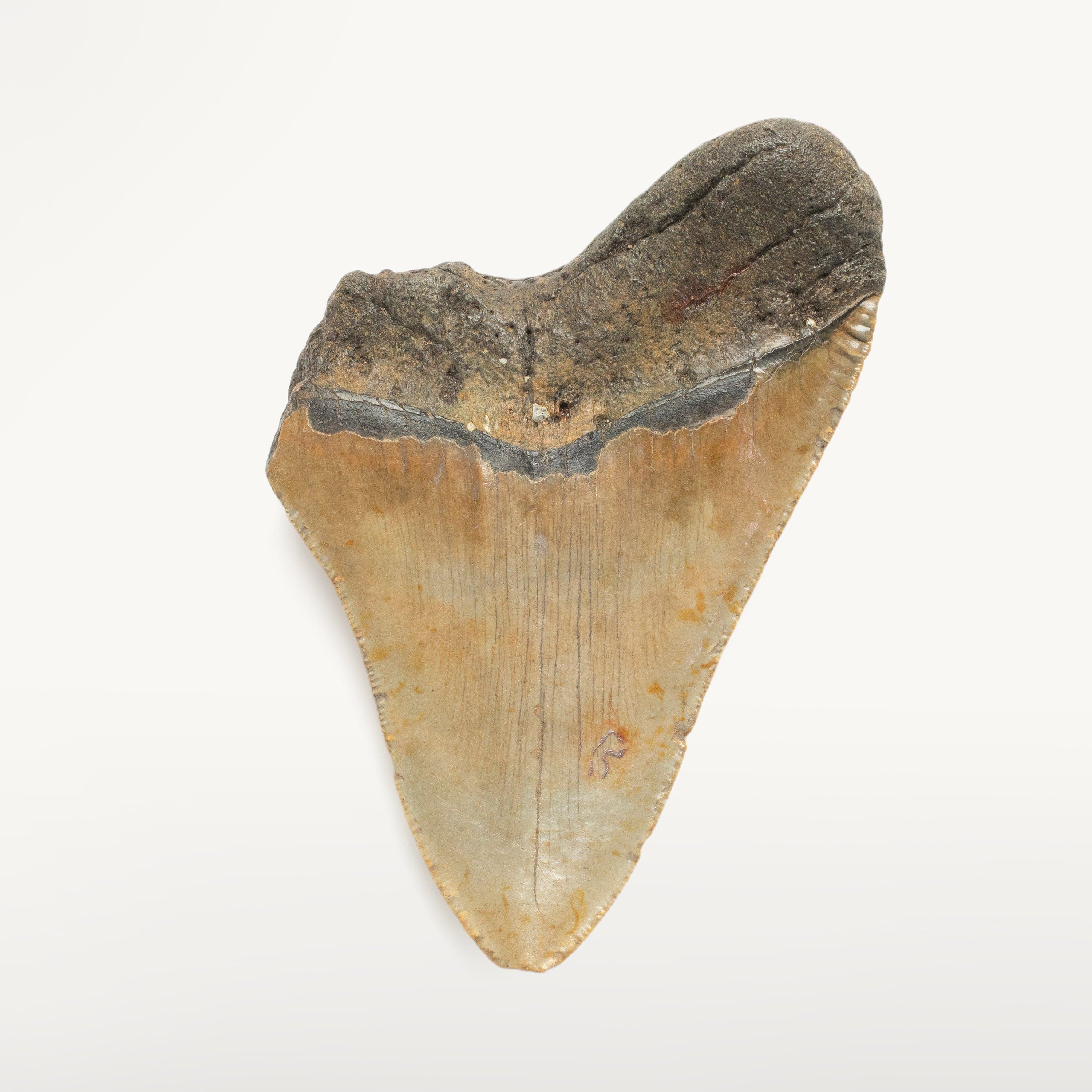 Kalifano Megalodon Teeth Megalodon Tooth from South Carolina - 4.7" ST1500.005