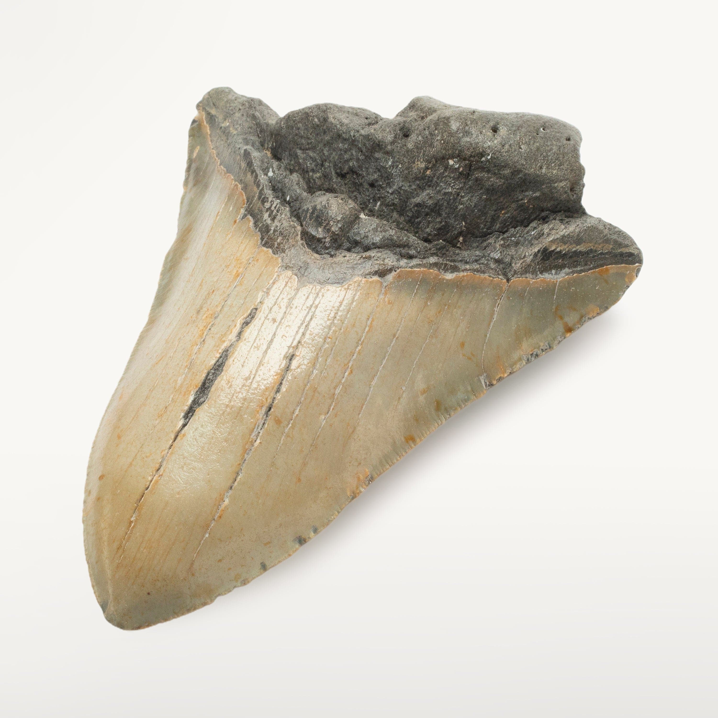 Kalifano Megalodon Teeth Megalodon Tooth from South Carolina - 4.9" ST2100.002