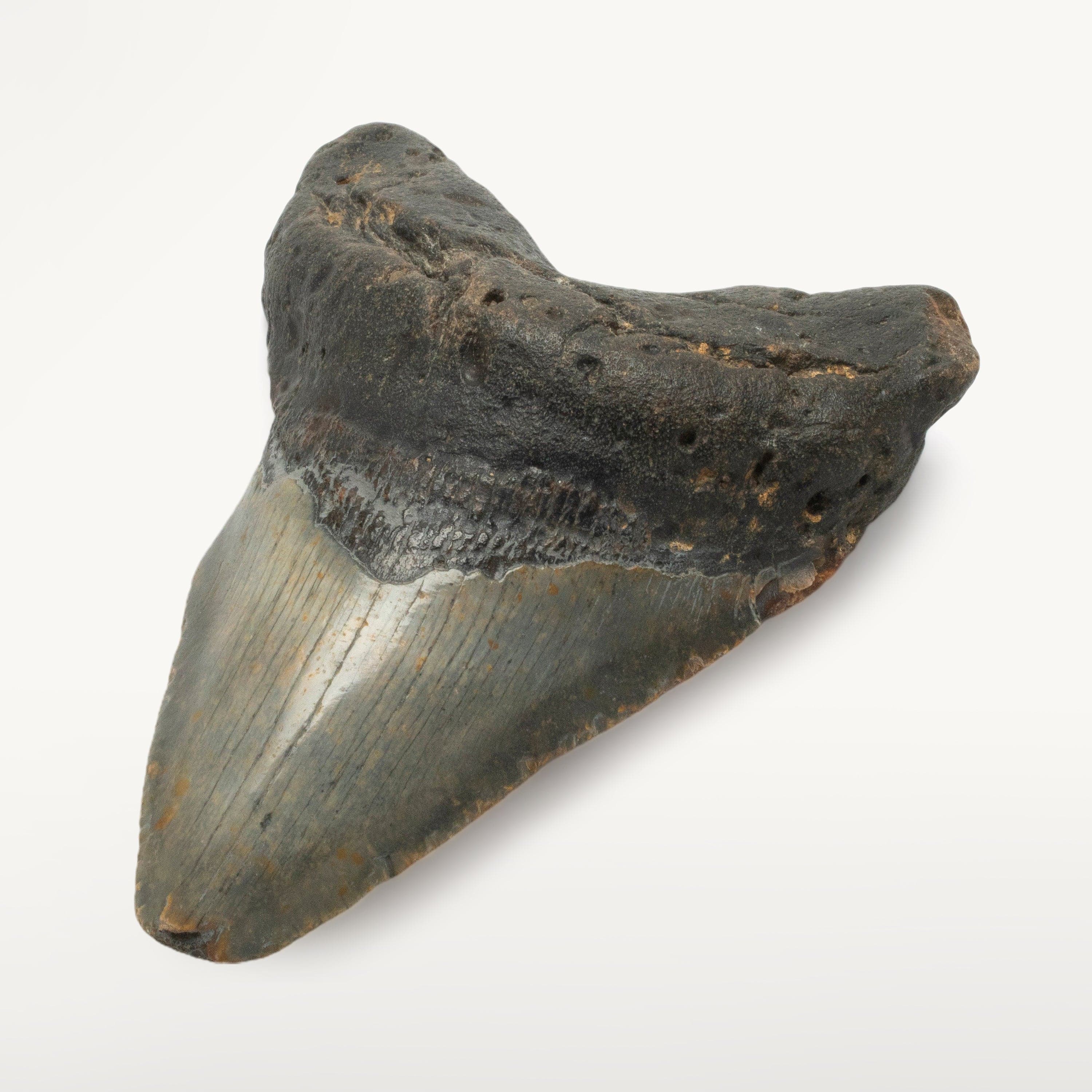 Kalifano Megalodon Teeth Megalodon Tooth from South Carolina - 5.0" ST1900.001