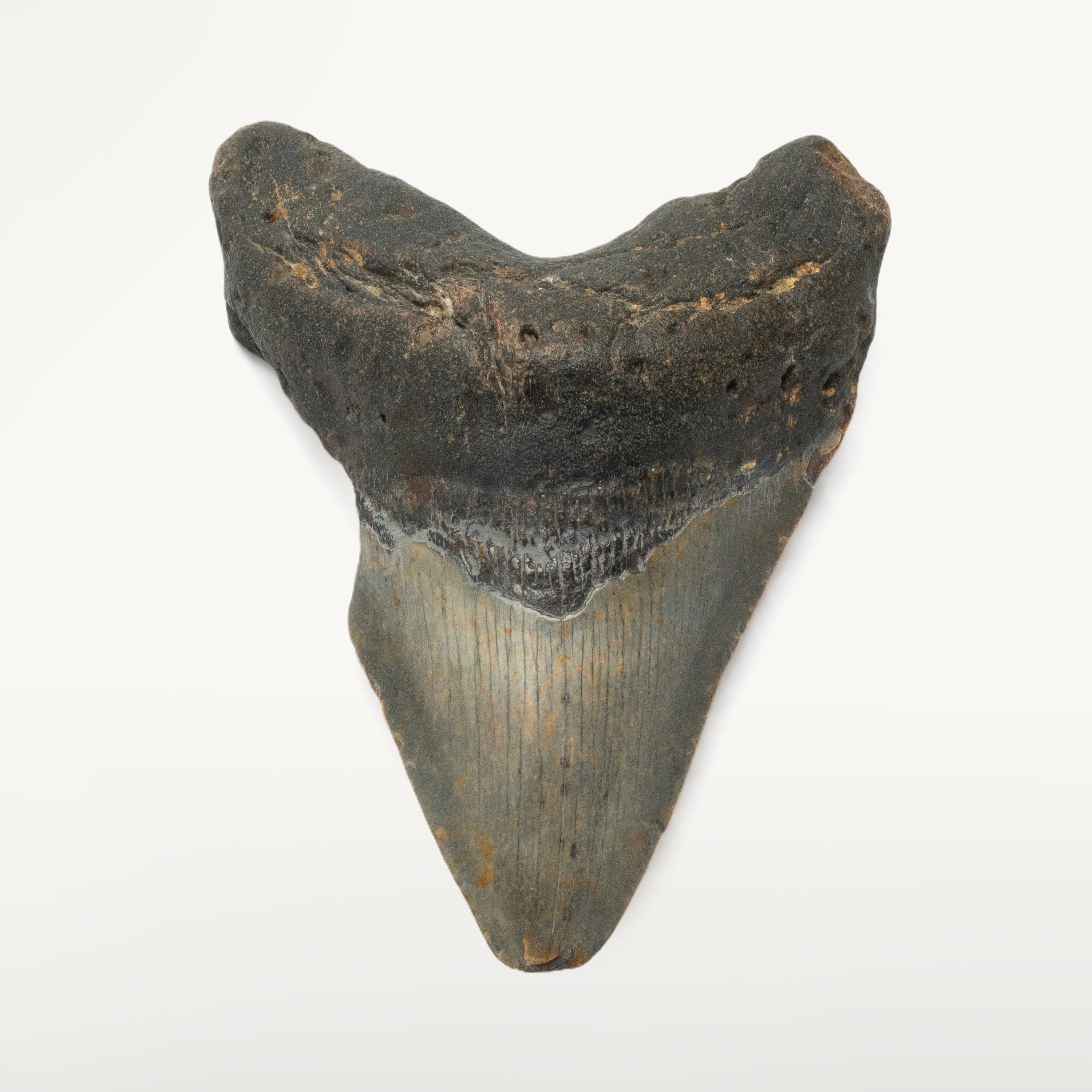 Kalifano Megalodon Teeth Megalodon Tooth from South Carolina - 5.0" ST1900.001