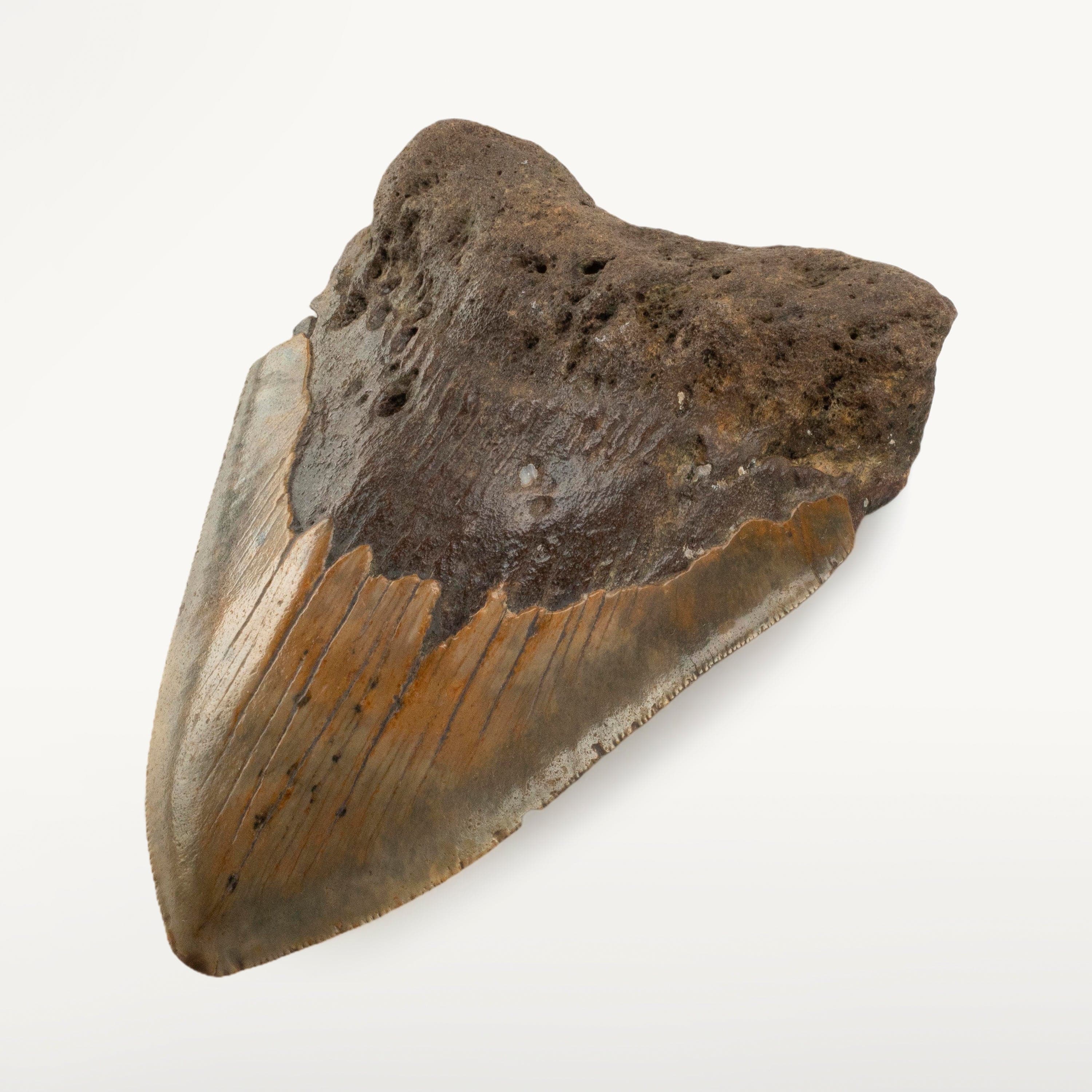 Kalifano Megalodon Teeth Megalodon Tooth from South Carolina - 5.1" ST3200.022