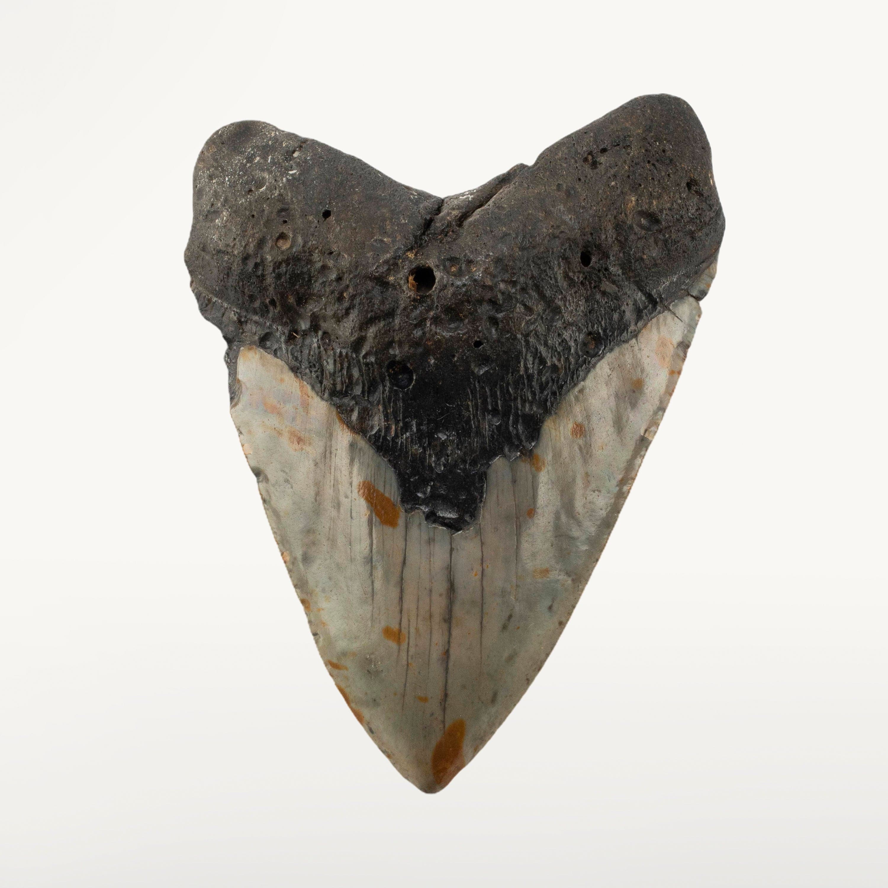 Kalifano Megalodon Teeth Megalodon Tooth from South Carolina - 5.2" ST3200.020