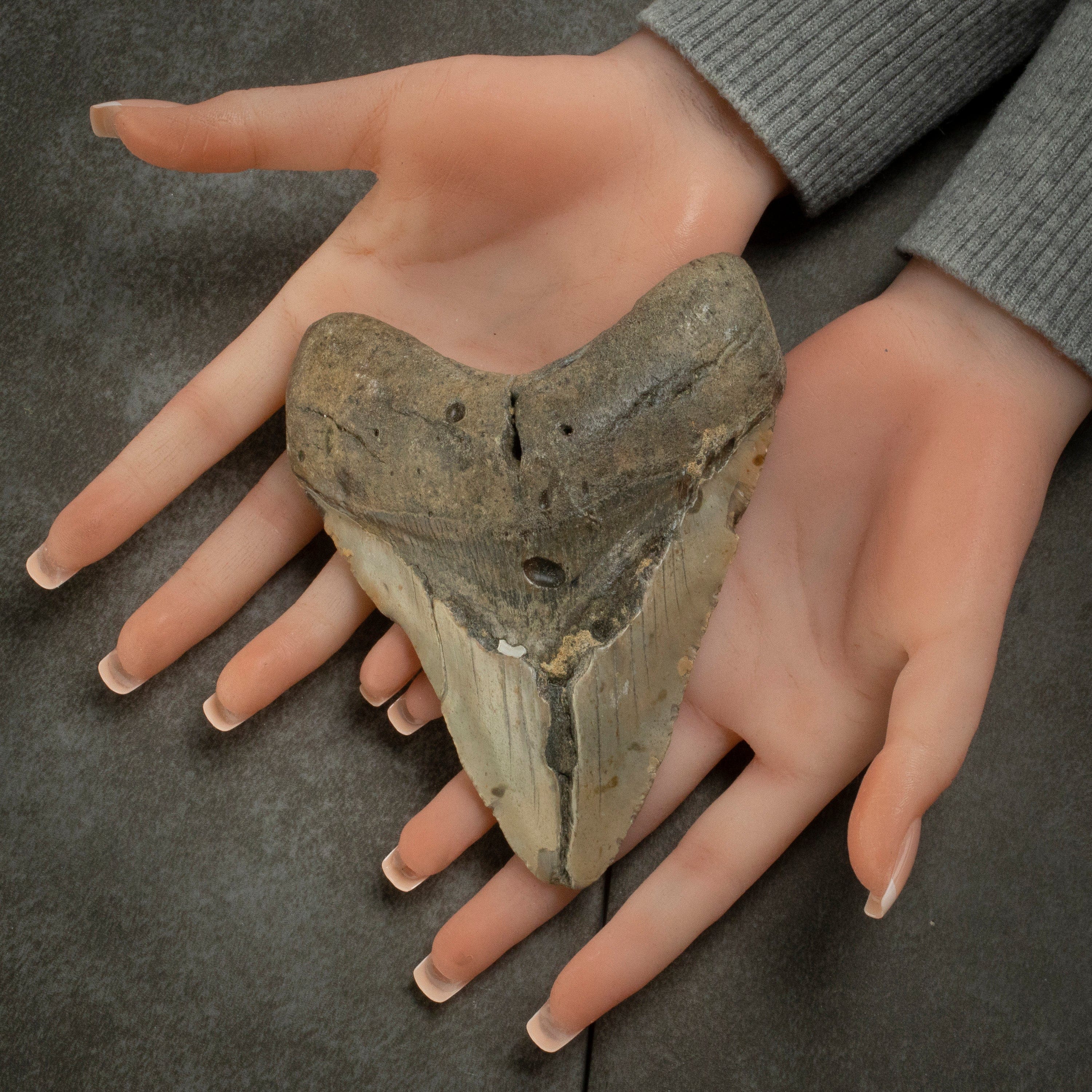 Kalifano Megalodon Teeth Megalodon Tooth from South Carolina - 5.3" ST2000.131