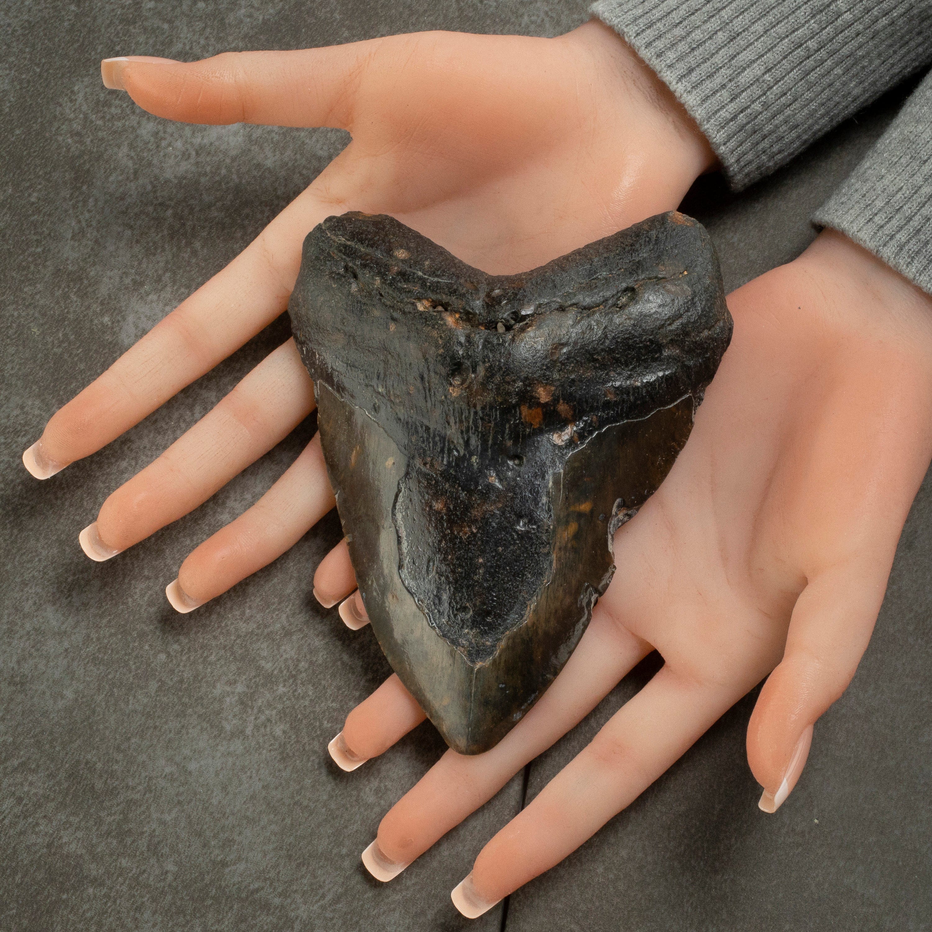 Kalifano Megalodon Teeth Megalodon Tooth from South Carolina - 5.4" ST2000.134