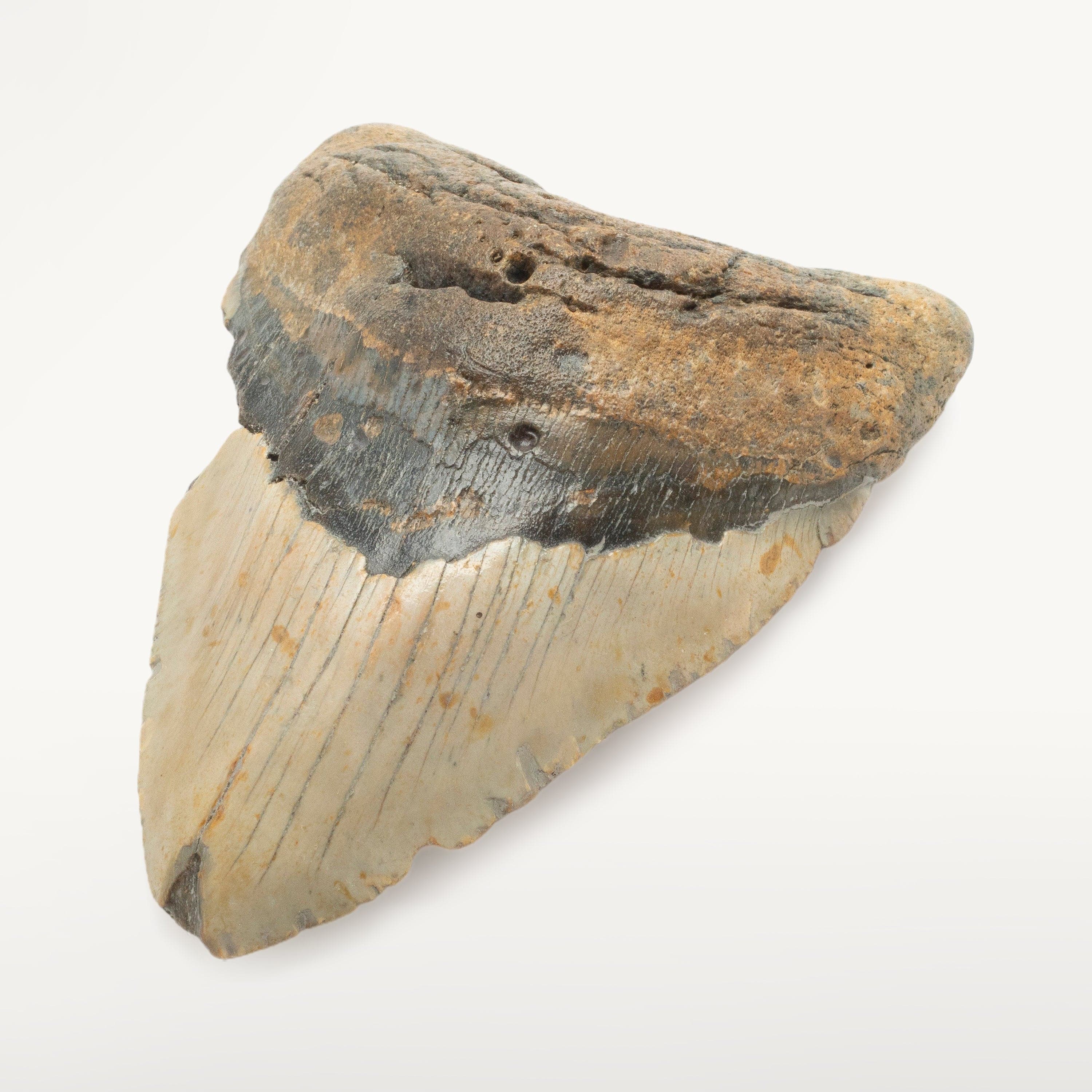 Kalifano Megalodon Teeth Megalodon Tooth from South Carolina - 5.4" ST2600.008