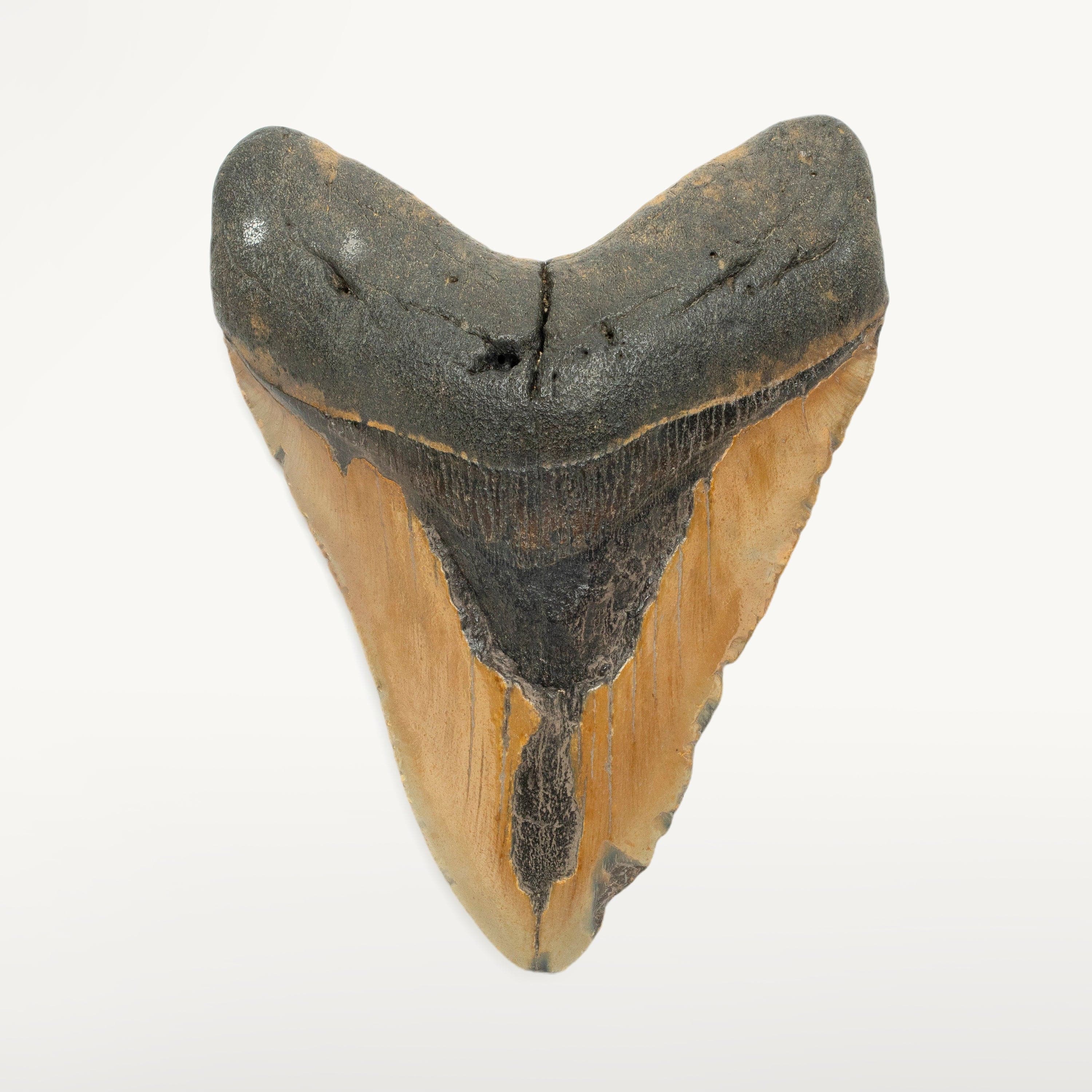 Kalifano Megalodon Teeth Megalodon Tooth from South Carolina - 5.6" ST1900.005