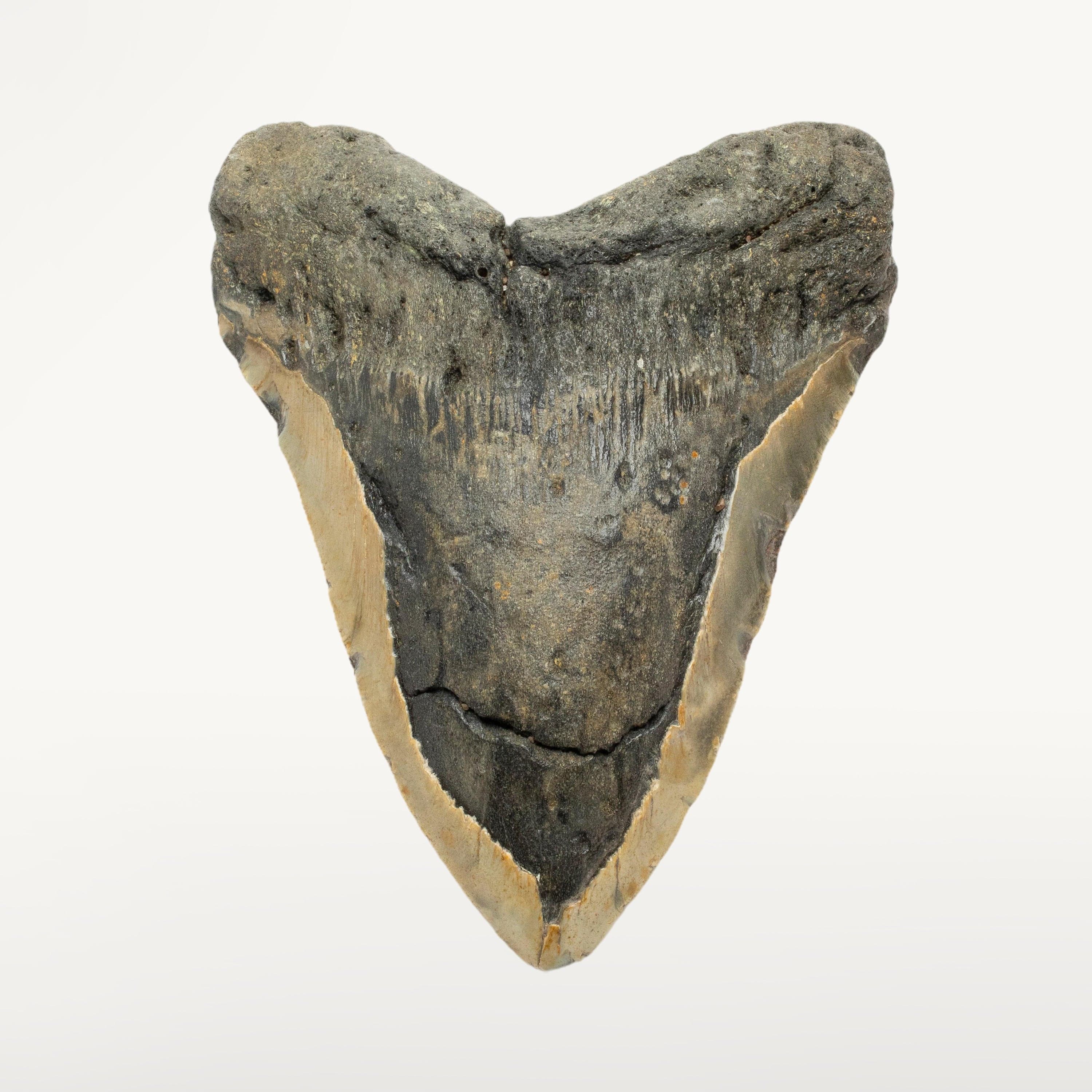 Kalifano Megalodon Teeth Megalodon Tooth from South Carolina - 5.6" ST2200.002