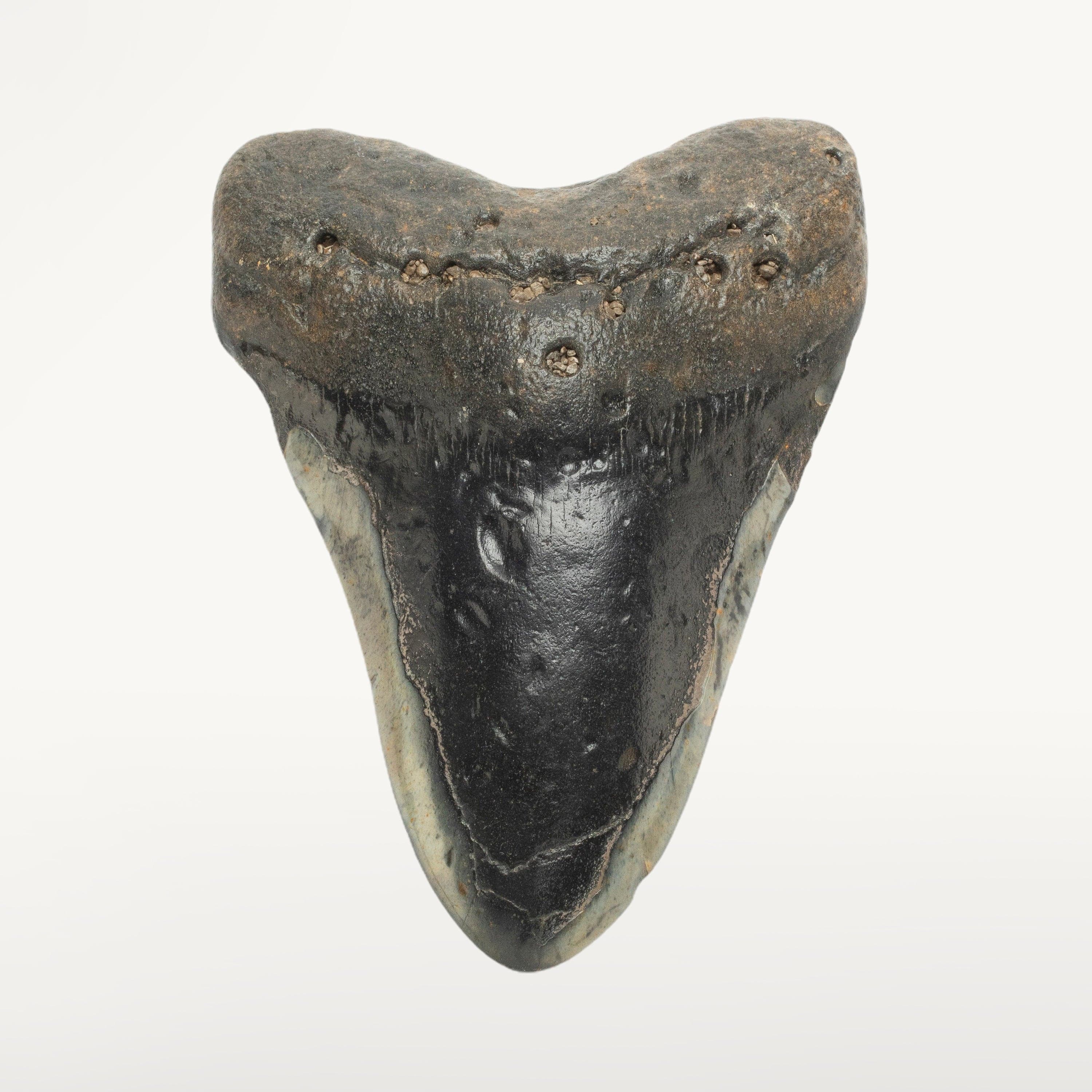 Kalifano Megalodon Teeth Megalodon Tooth from South Carolina - 5.6" ST2300.002