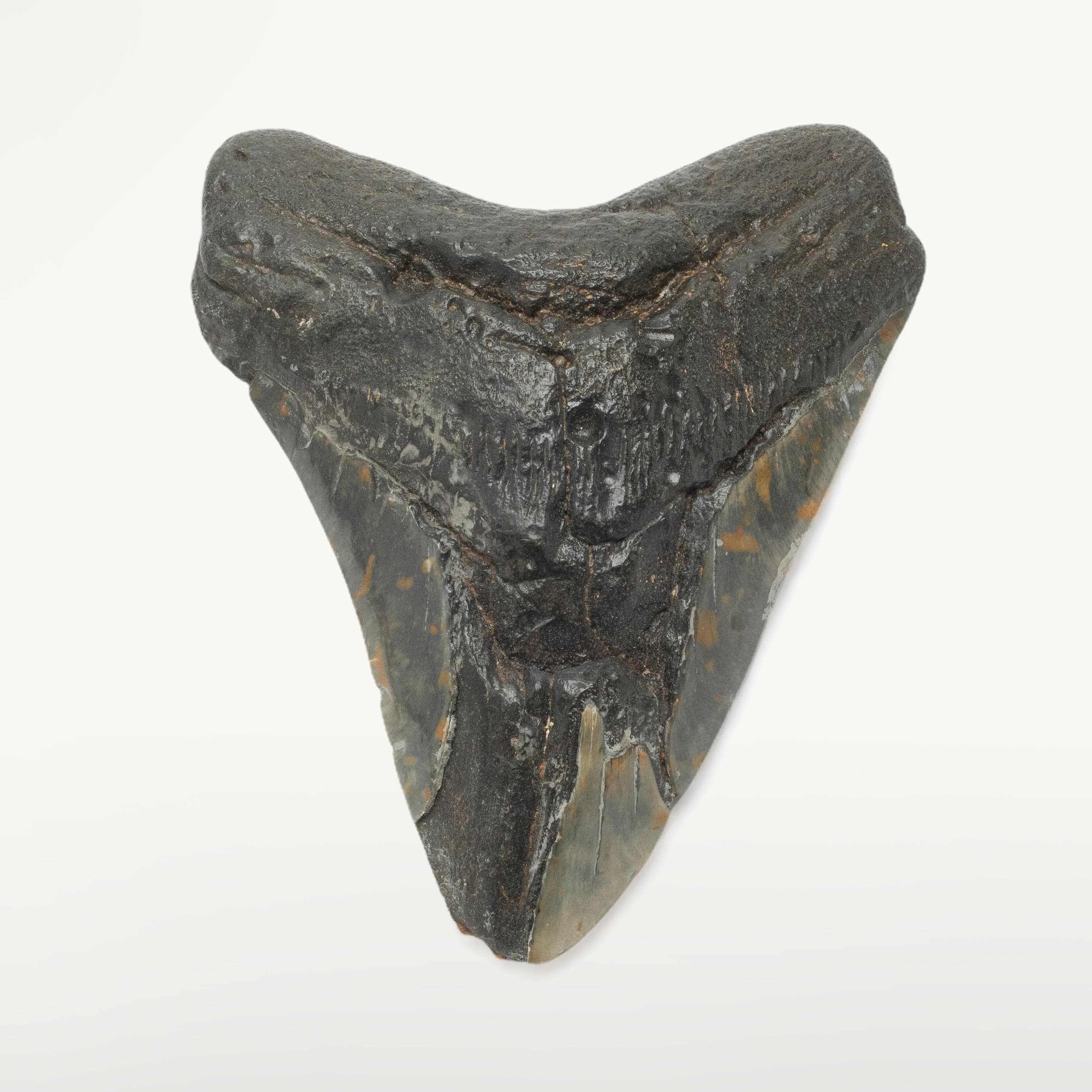 Kalifano Megalodon Teeth Megalodon Tooth from South Carolina - 5.7" ST2400.019