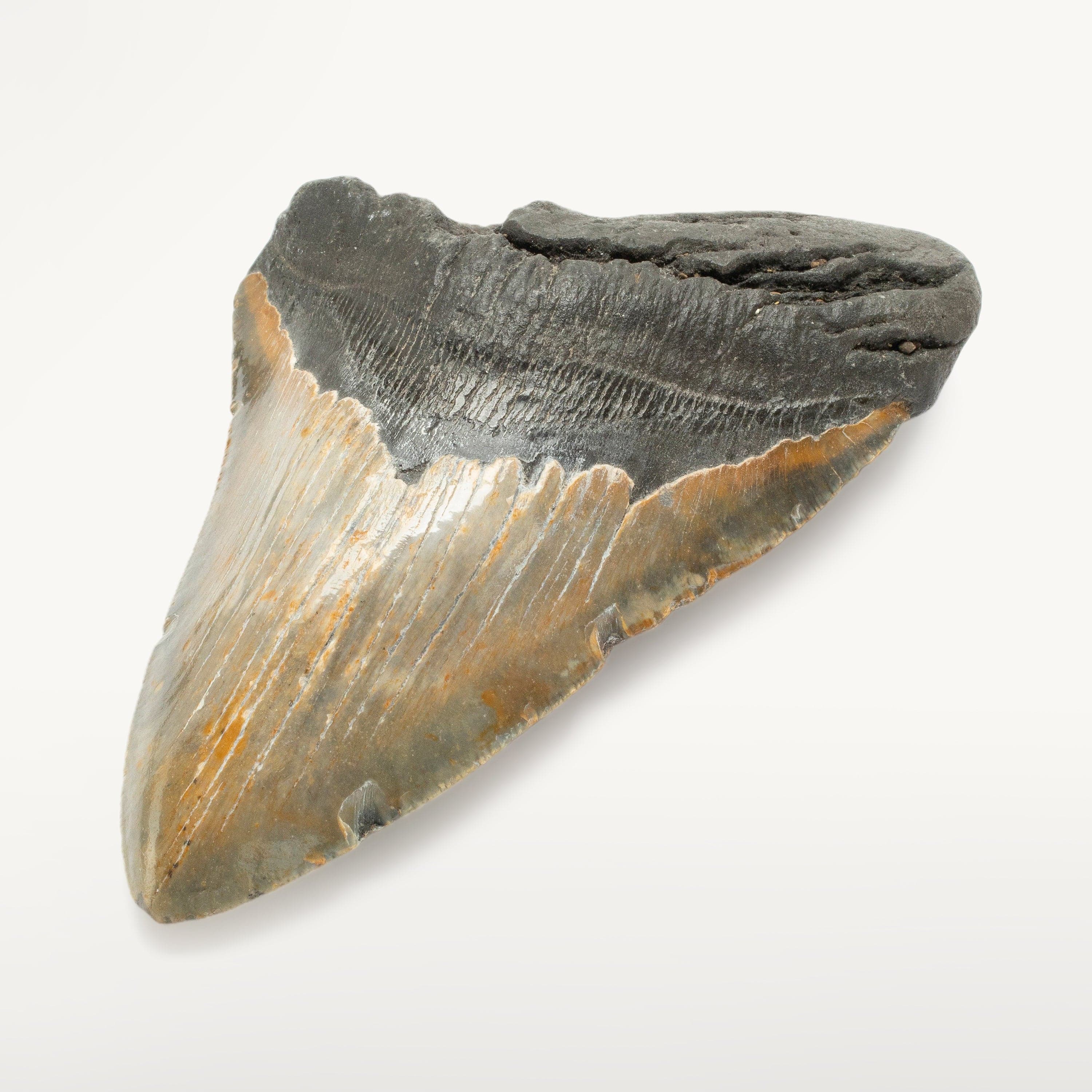 Kalifano Megalodon Teeth Megalodon Tooth from South Carolina - 5.7" ST2500.002