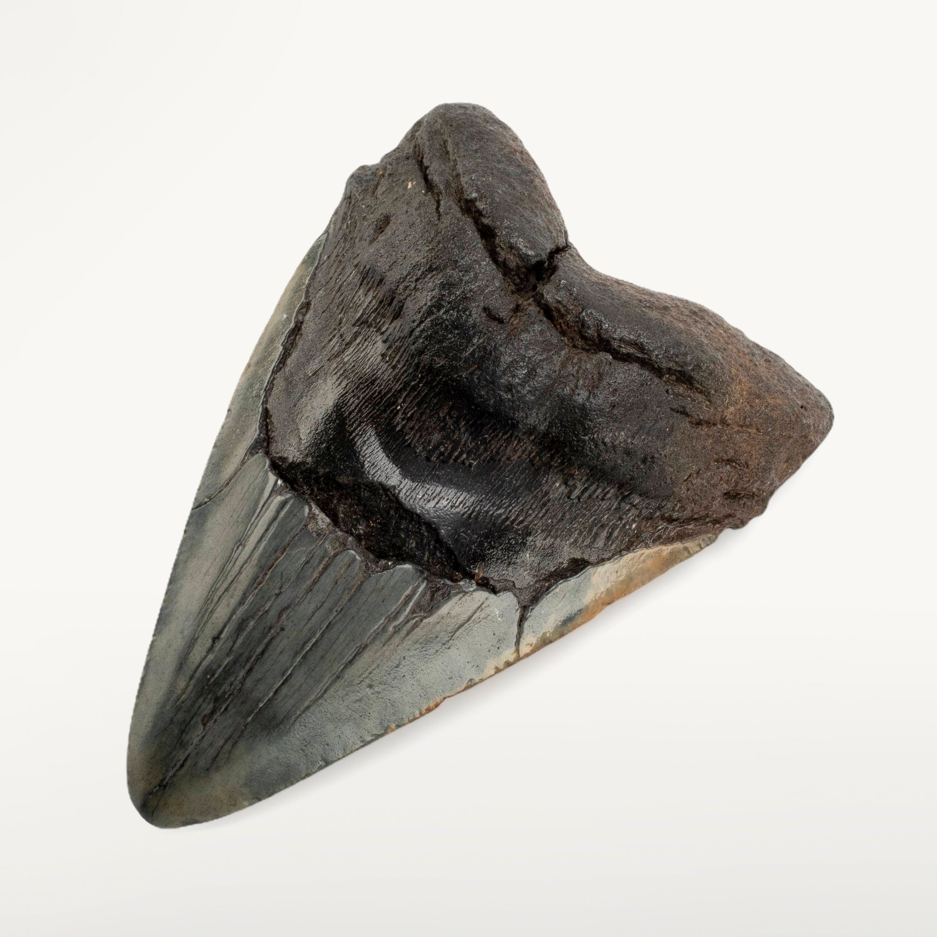 Kalifano Megalodon Teeth Megalodon Tooth from South Carolina - 5" ST3200.001