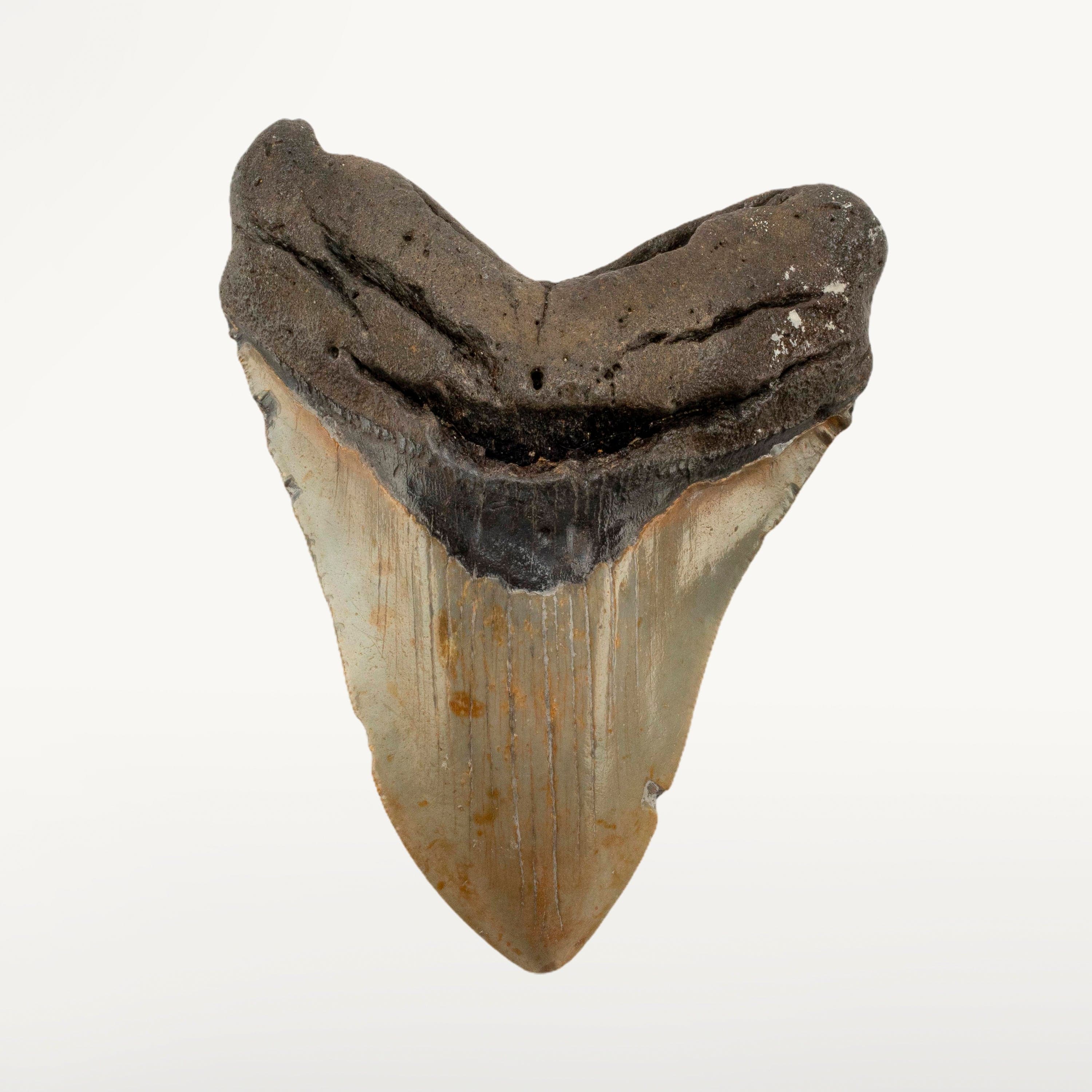 Kalifano Megalodon Teeth Megalodon Tooth from South Carolina - 5" ST3200.002