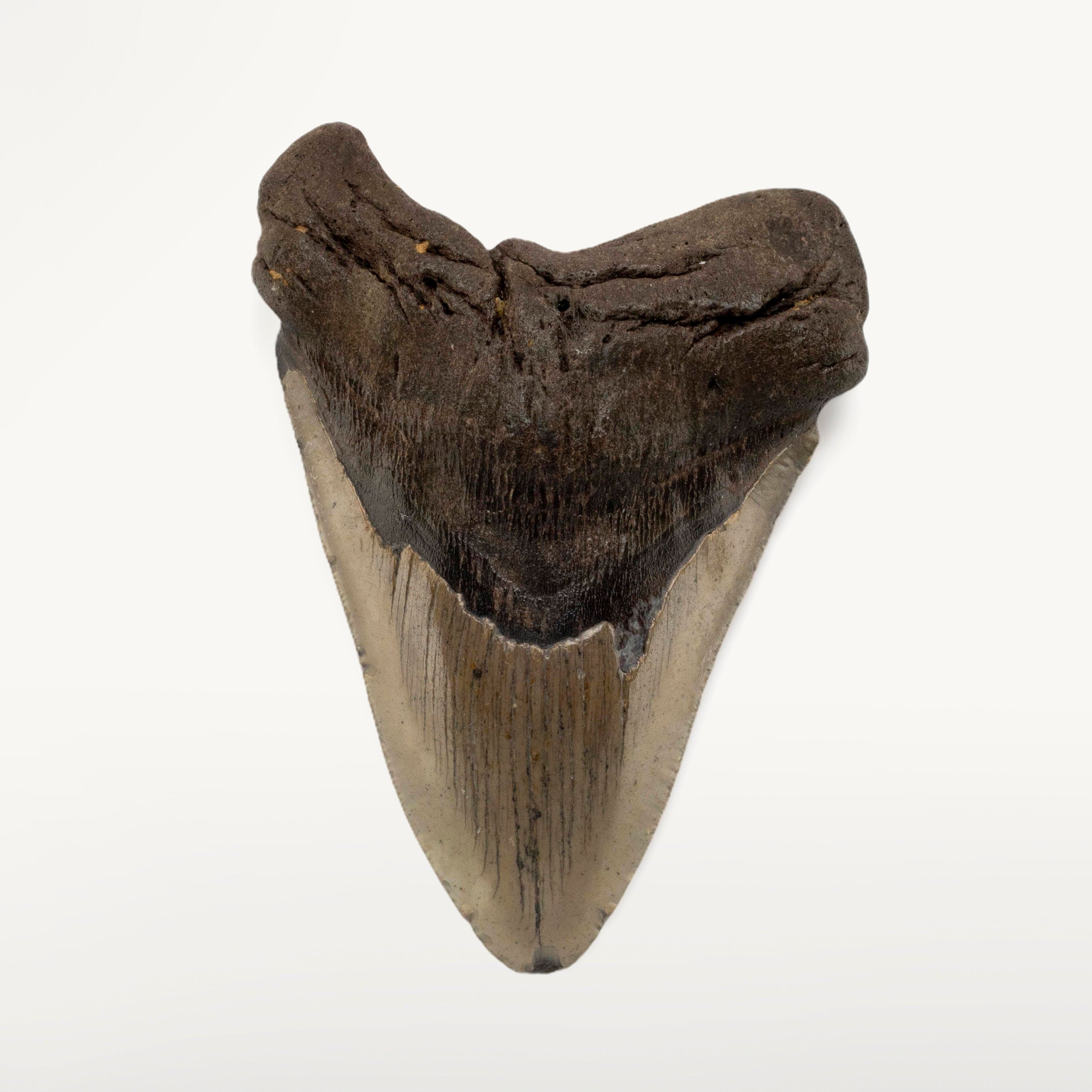 Kalifano Megalodon Teeth Megalodon Tooth from South Carolina - 5" ST3200.005