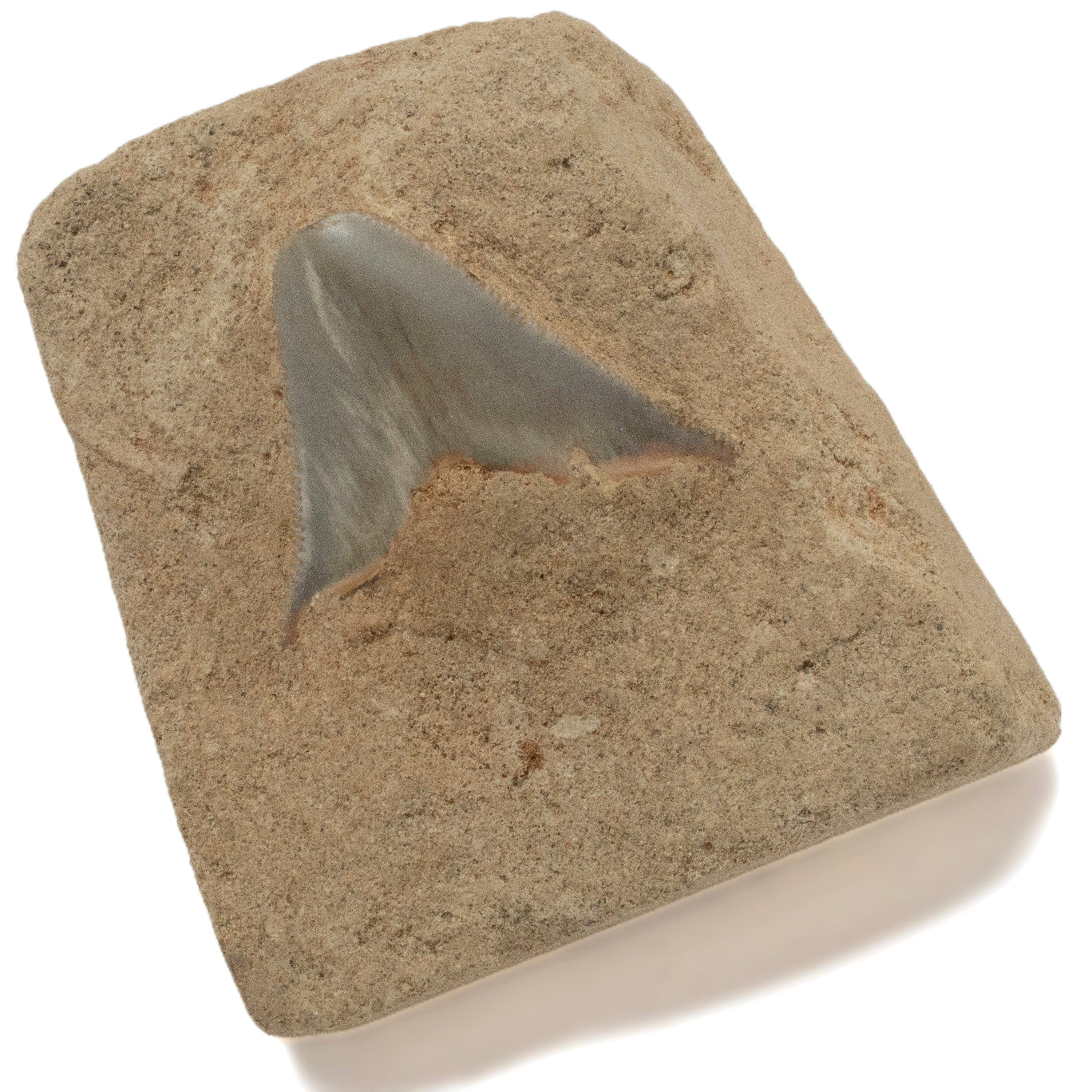 Kalifano Megalodon Teeth Natural 5 Piece Baby Megalodon Tooth Collection from Indonesia IST1200.006