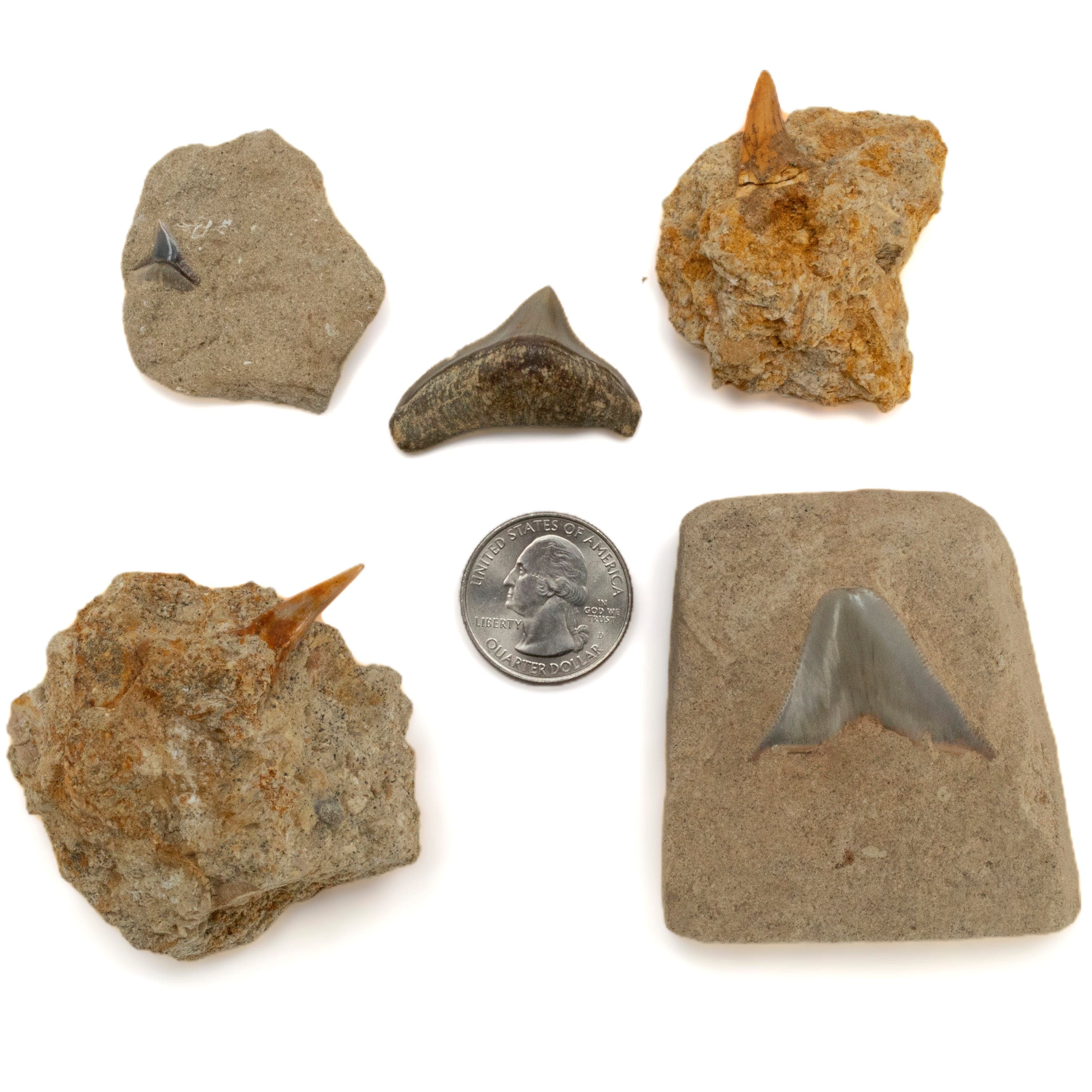 Kalifano Megalodon Teeth Natural 5 Piece Baby Megalodon Tooth Collection from Indonesia IST1200.006