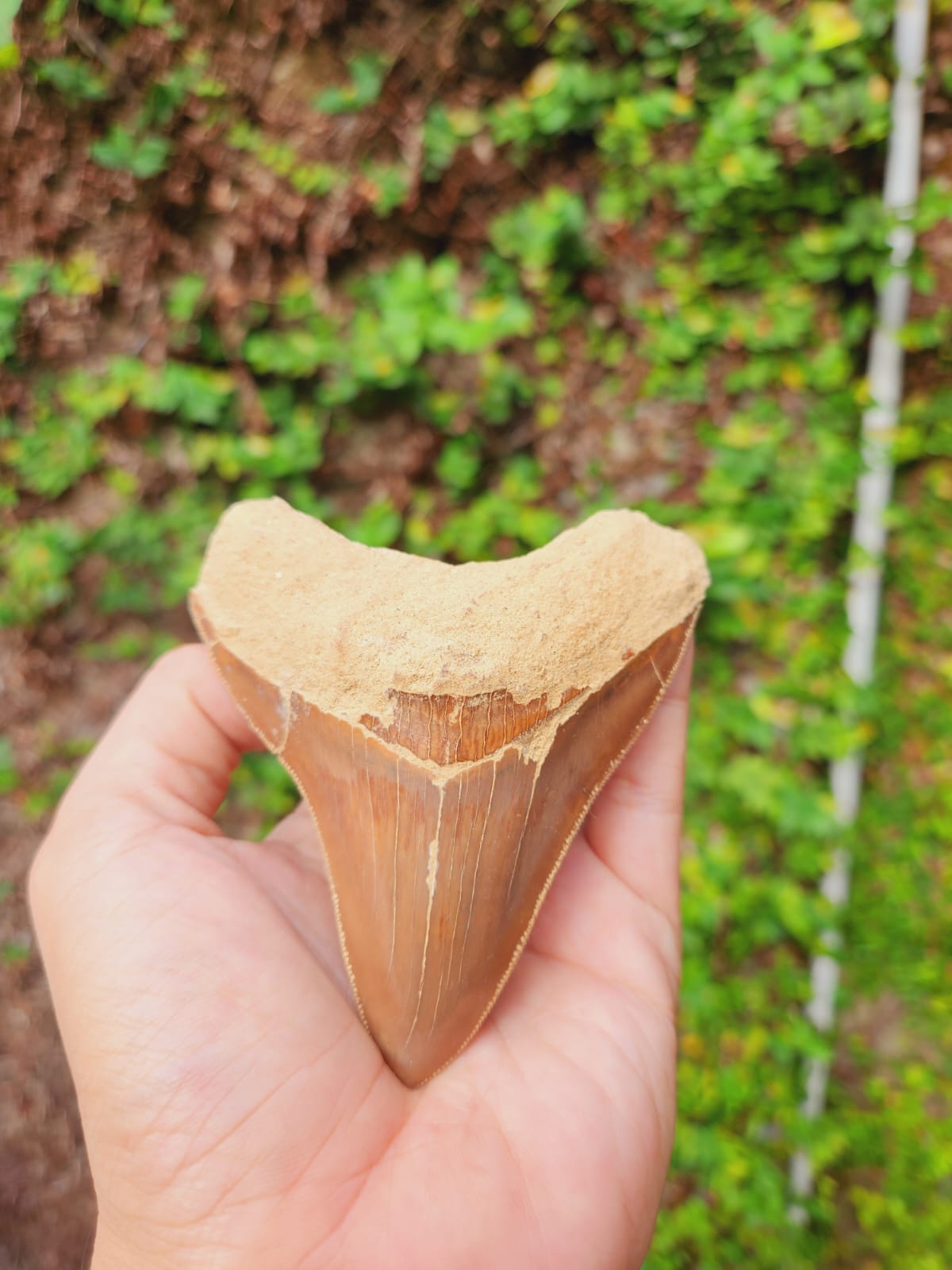 Kalifano Megalodon Teeth Natural Megalodon Tooth from Indonesia - 3.7" IST1000.011