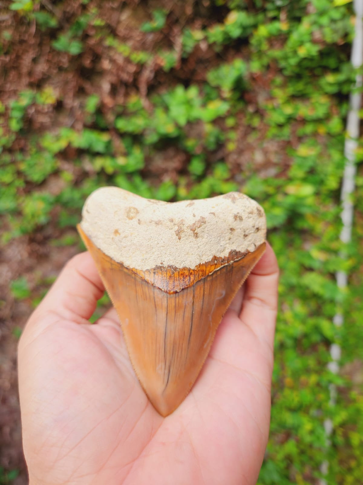 Kalifano Megalodon Teeth Natural Megalodon Tooth from Indonesia - 3.7" IST1000.011