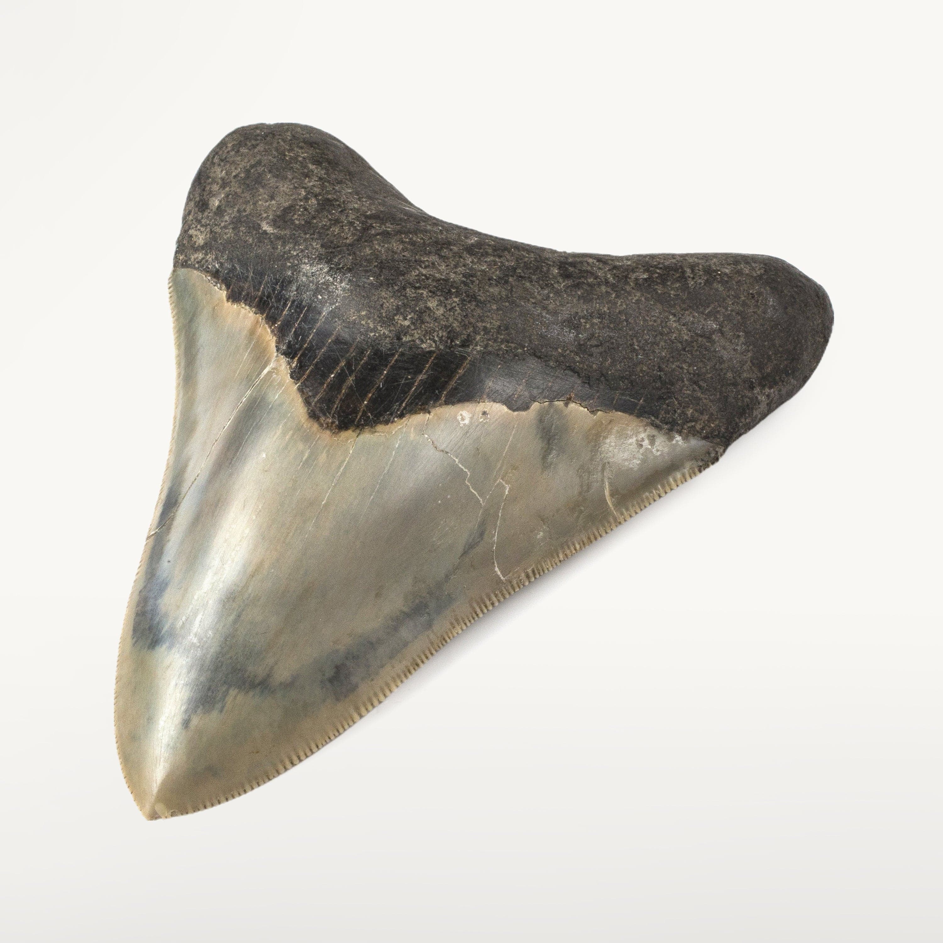 Kalifano Megalodon Teeth Natural Megalodon Tooth from Indonesia - 4.1" ST3000.002