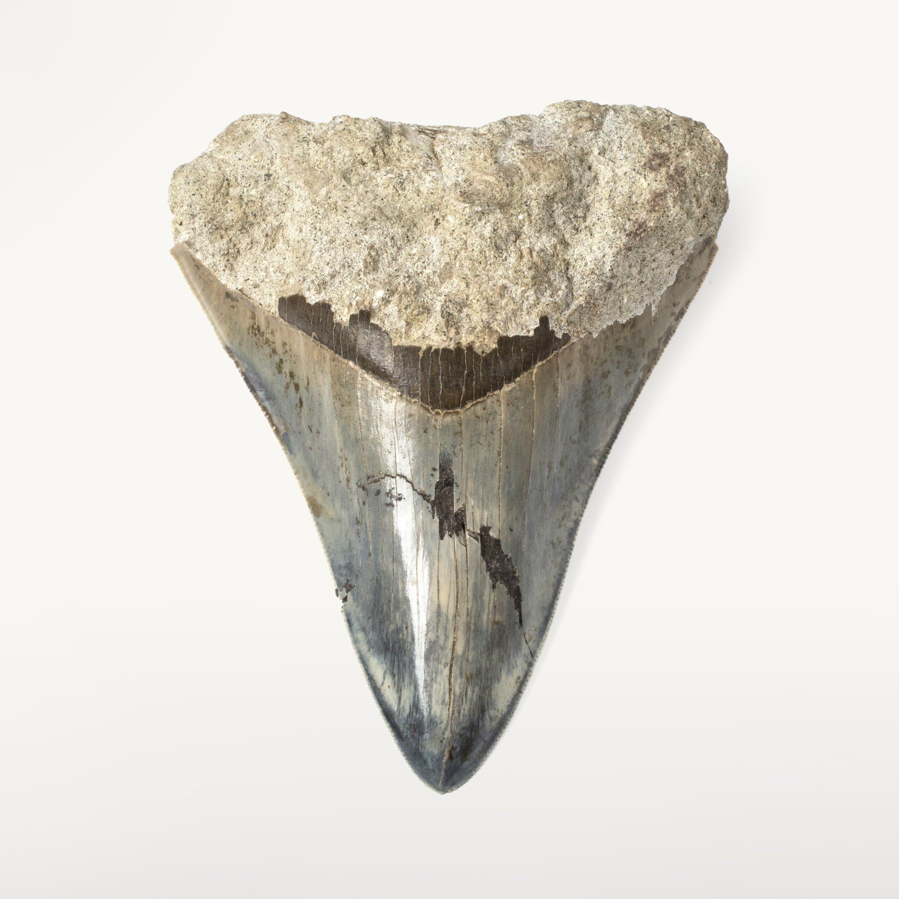 Kalifano Megalodon Teeth Natural Megalodon Tooth from Indonesia - 4.2" ST3000.001