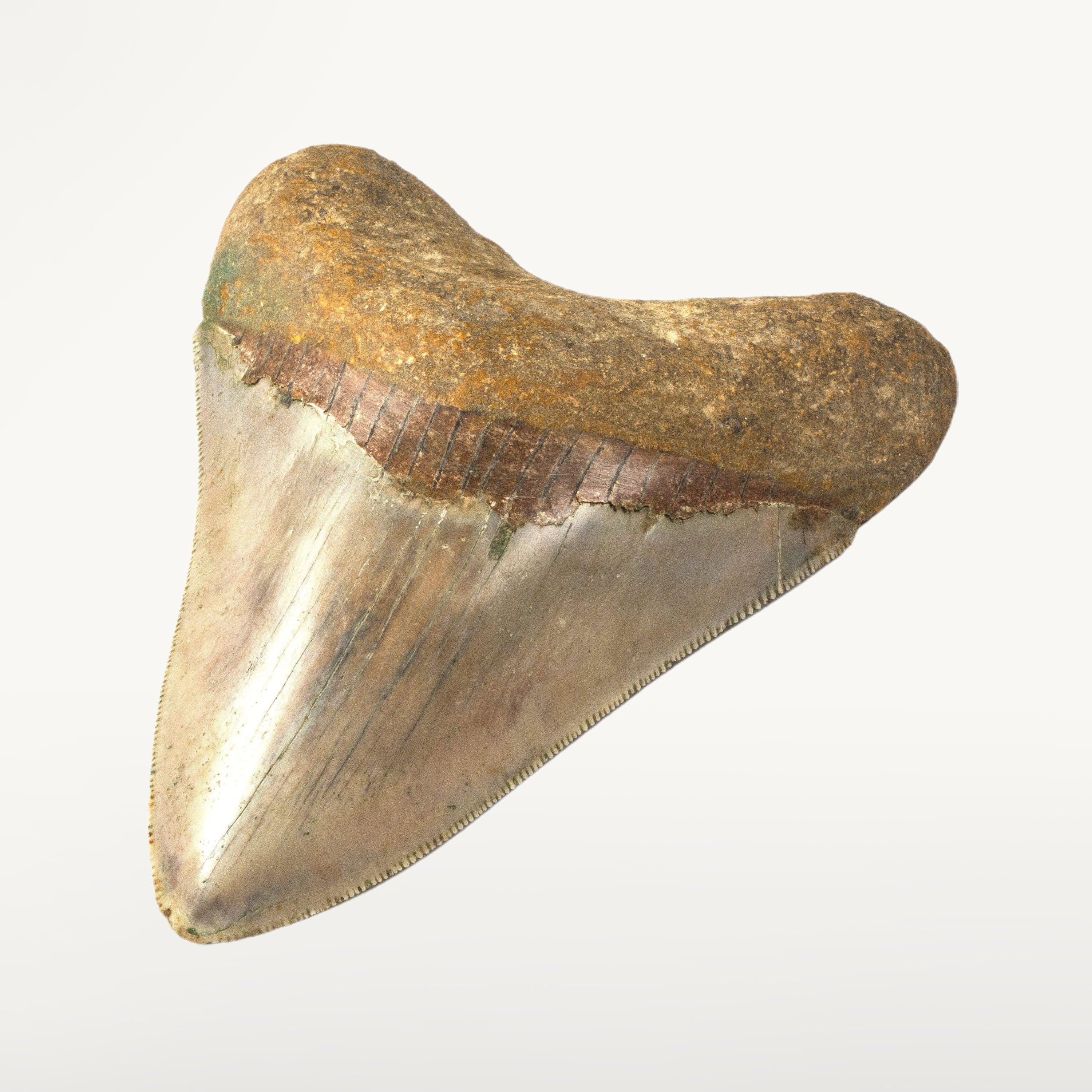 Kalifano Megalodon Teeth Natural Megalodon Tooth from Indonesia - 4.2" ST4000.002