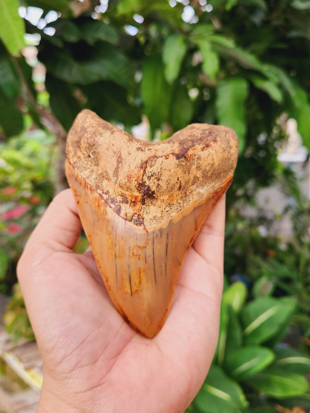 Kalifano Megalodon Teeth Natural Megalodon Tooth from Indonesia - 4.5" IST2000.004