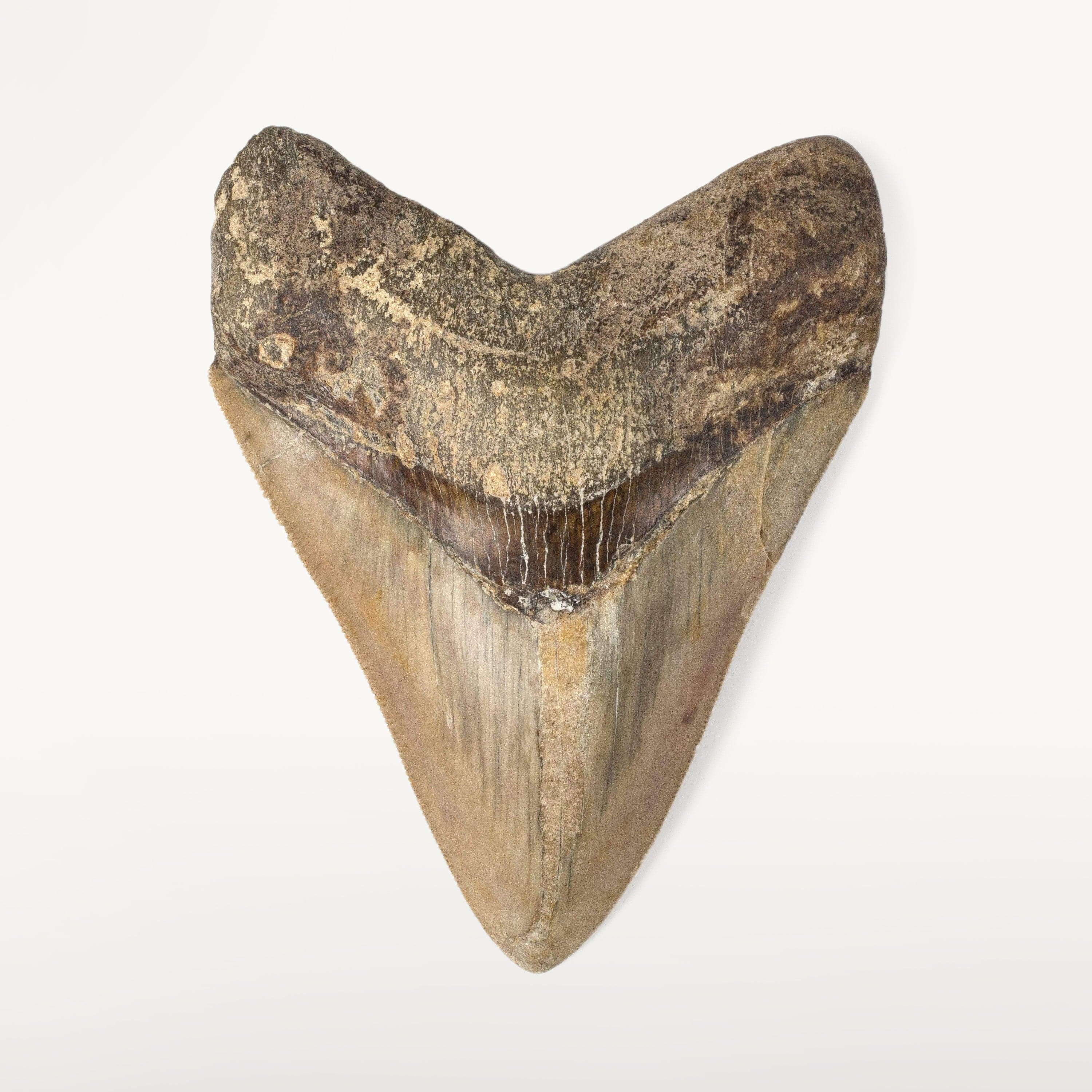 Kalifano Megalodon Teeth Natural Megalodon Tooth from Indonesia - 4.5" ST5000.003