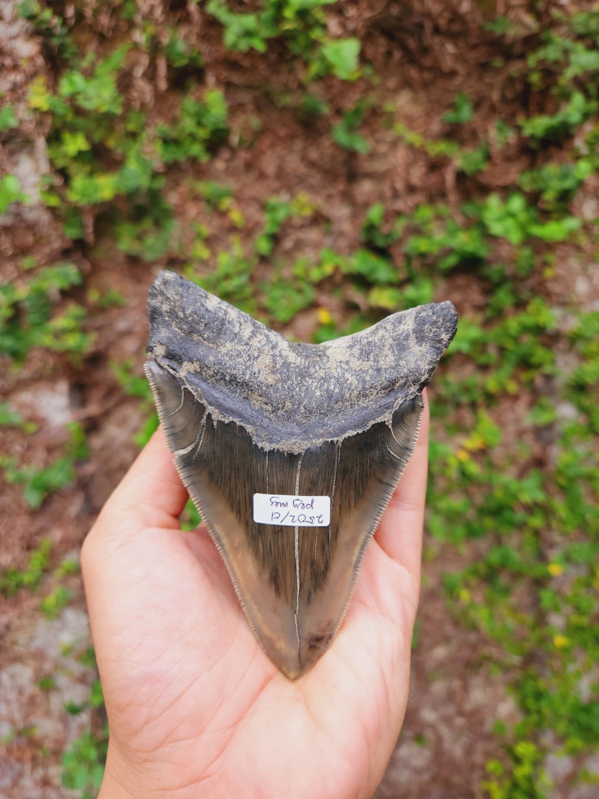 Kalifano Megalodon Teeth Natural Megalodon Tooth from Indonesia - 4.52" IST3600.023