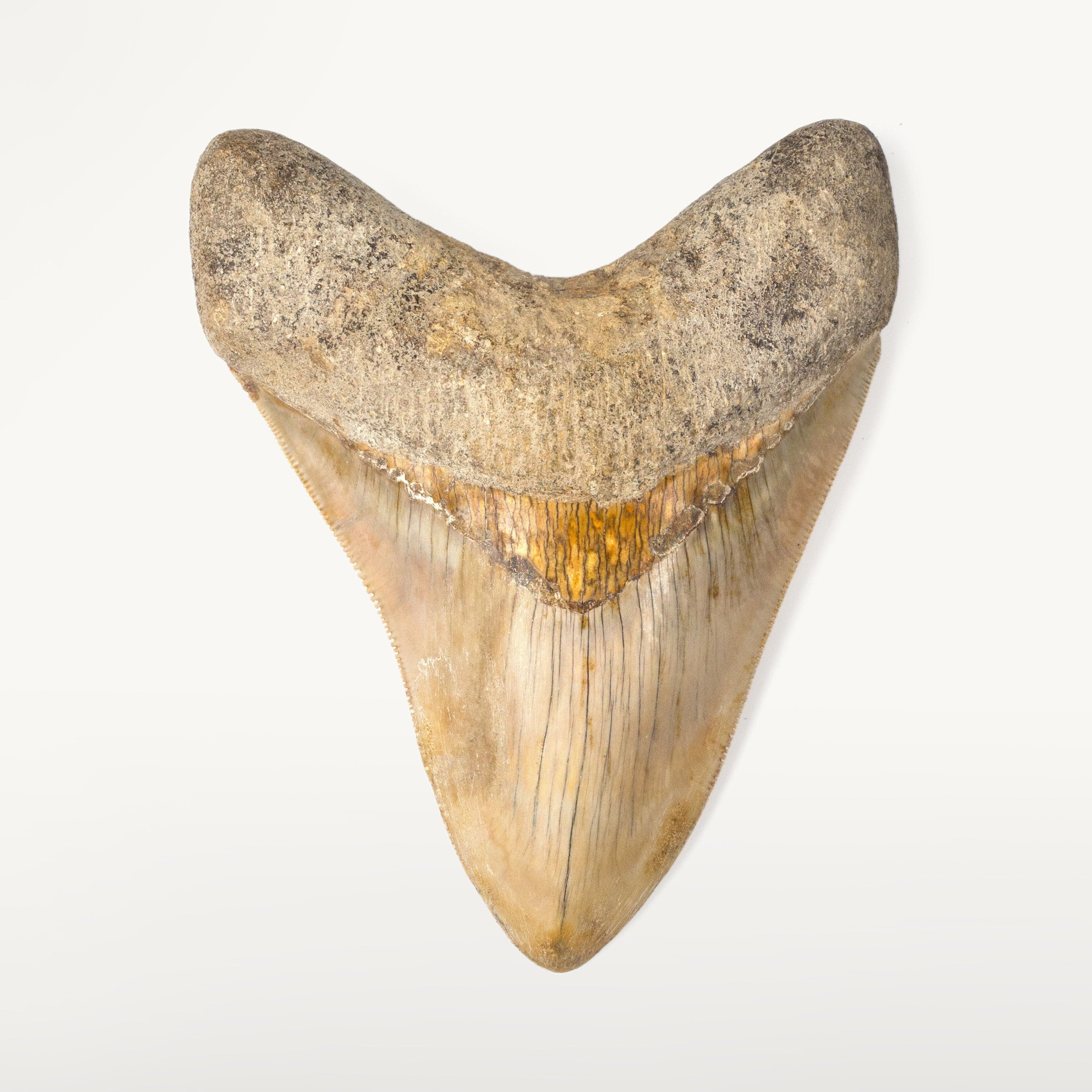 Kalifano Megalodon Teeth Natural Megalodon Tooth from Indonesia - 4.8" ST6000.001