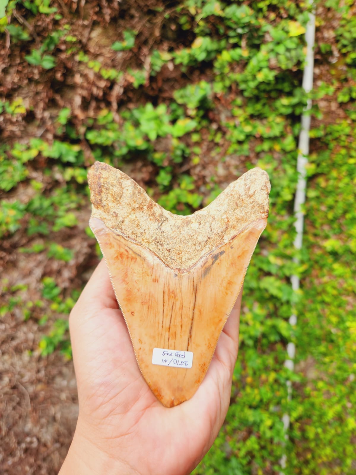 Kalifano Megalodon Teeth Natural Megalodon Tooth from Indonesia - 5.1" IST1800.006