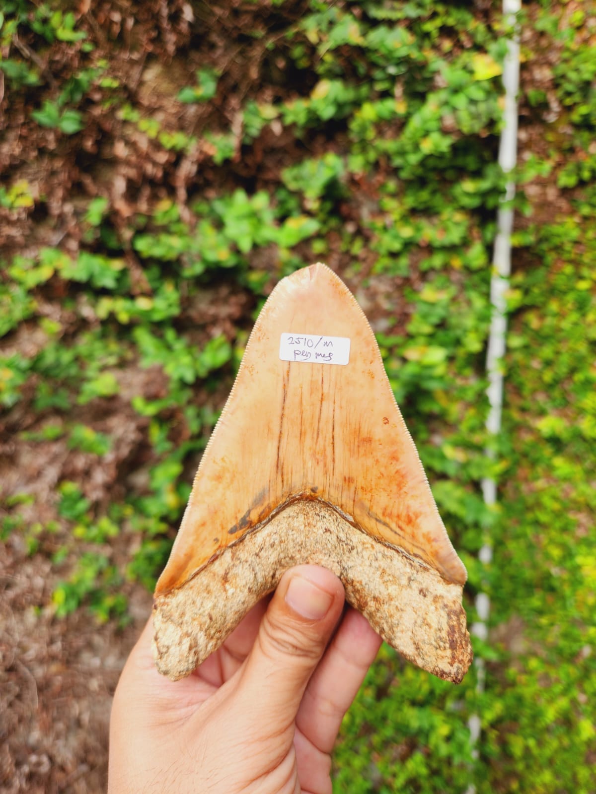 Kalifano Megalodon Teeth Natural Megalodon Tooth from Indonesia - 5.1" IST1800.006