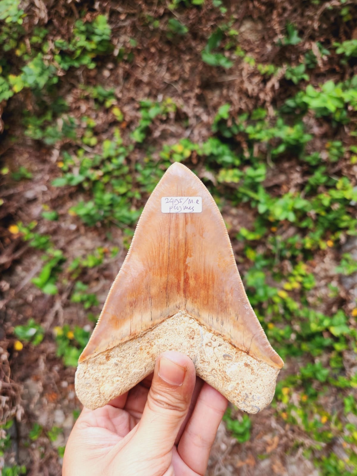 Kalifano Megalodon Teeth Natural Megalodon Tooth from Indonesia - 5.1" IST3600.021