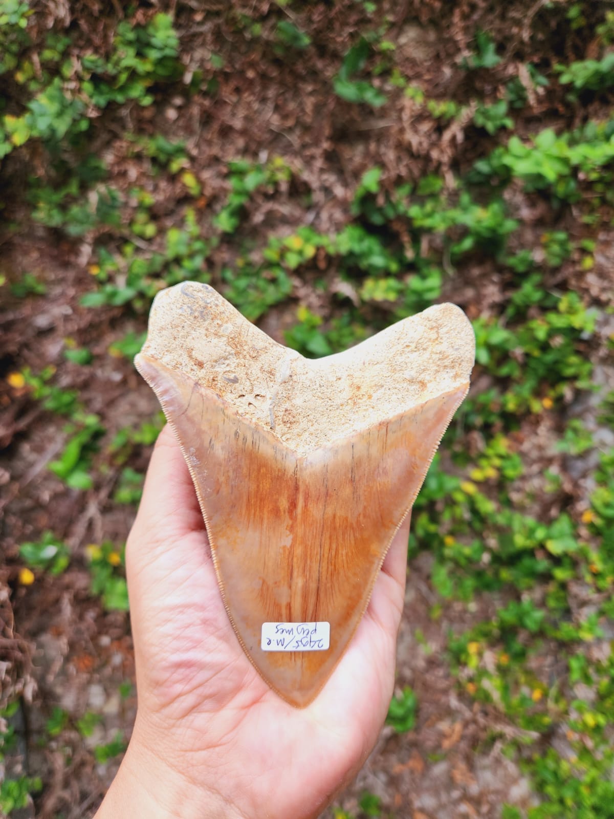 Kalifano Megalodon Teeth Natural Megalodon Tooth from Indonesia - 5.1" IST3600.021