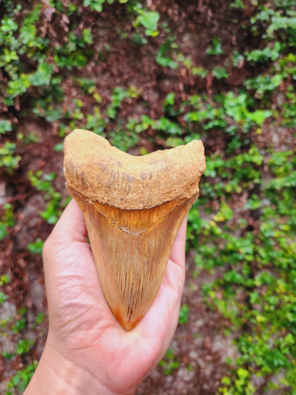 Kalifano Megalodon Teeth Natural Megalodon Tooth from Indonesia - 5.1" IST4000.002