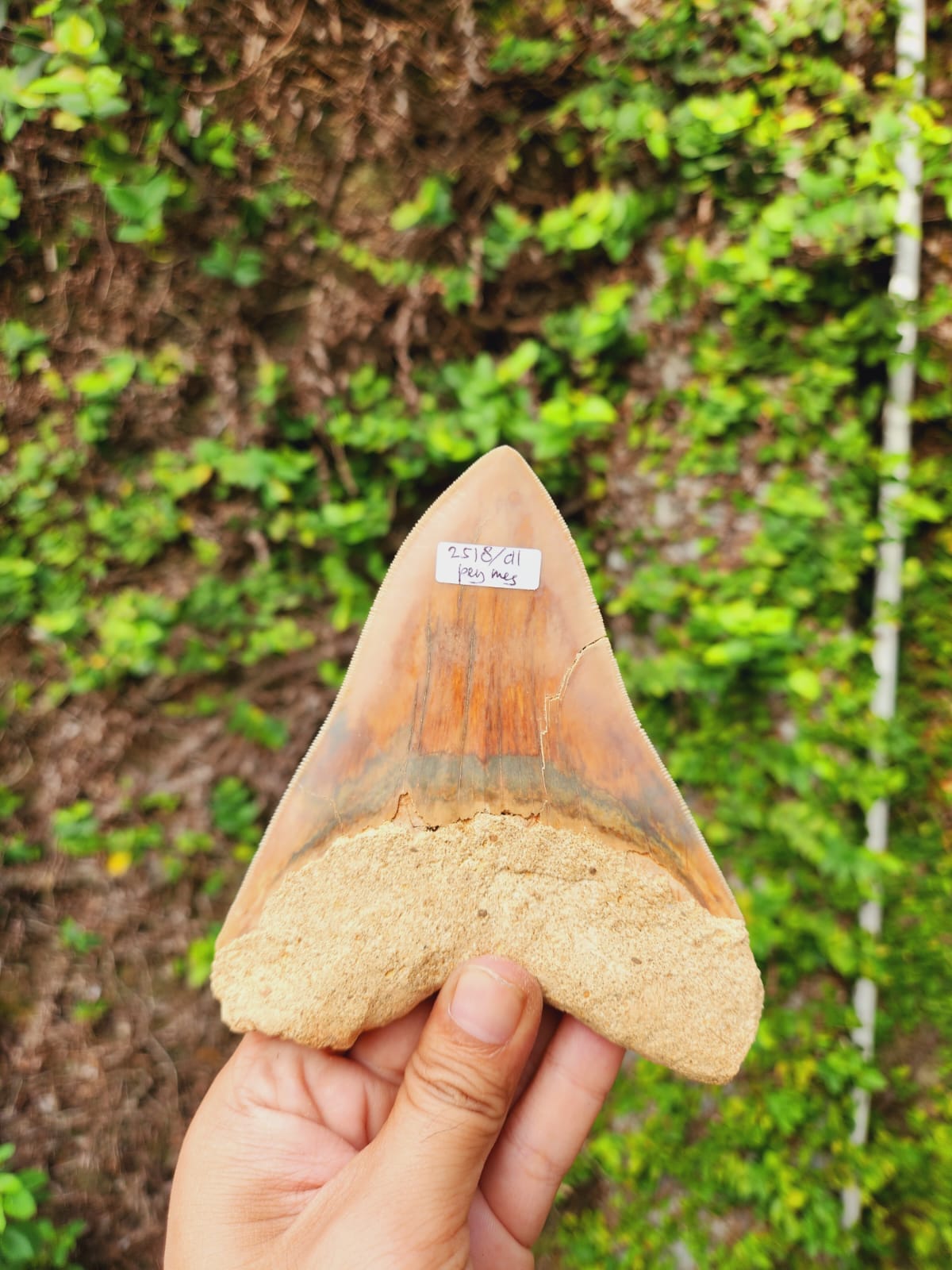 Kalifano Megalodon Teeth Natural Megalodon Tooth from Indonesia - 5.15" IST3000.013