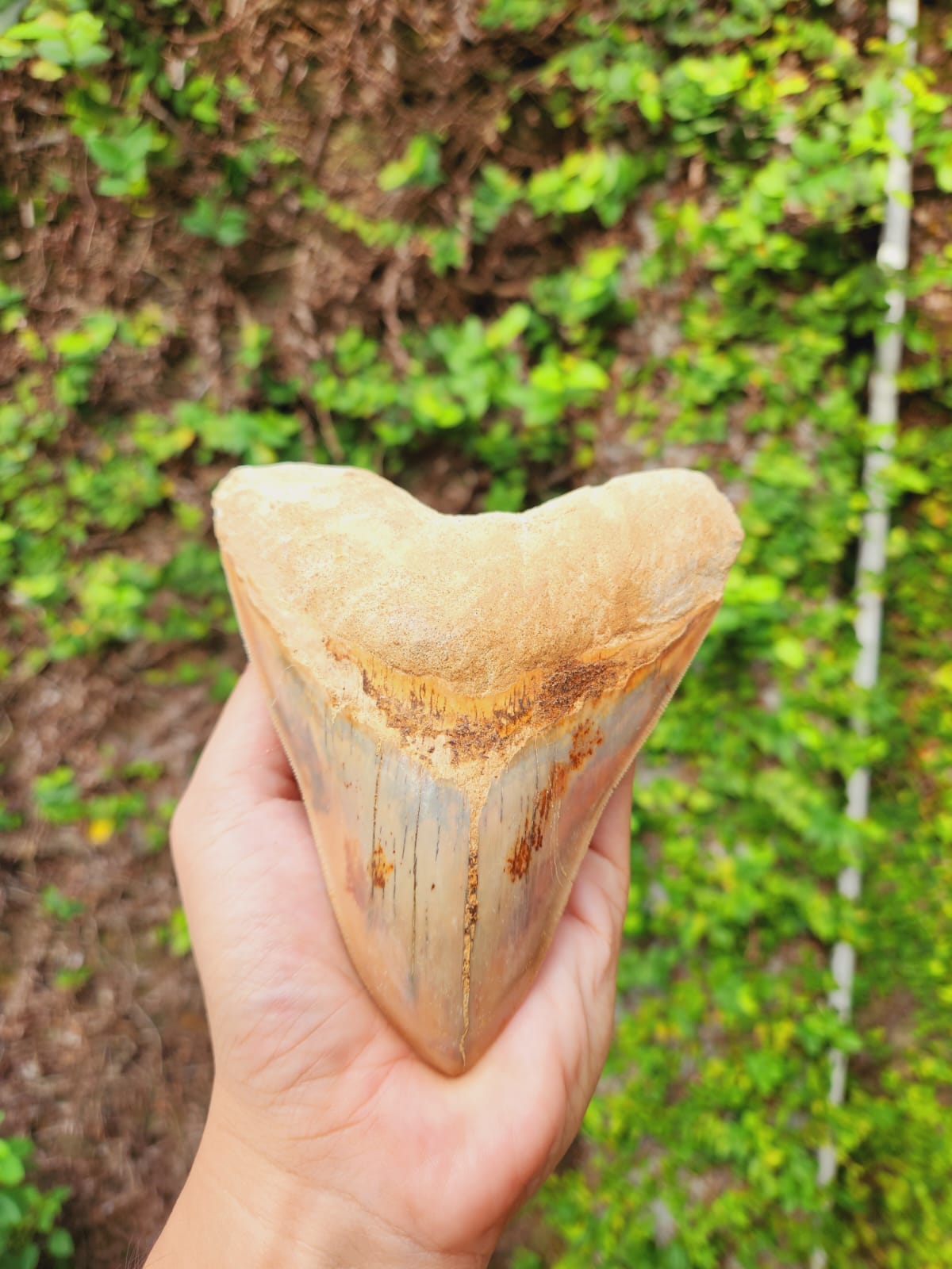 Kalifano Megalodon Teeth Natural Megalodon Tooth from Indonesia - 5.15" IST3000.013