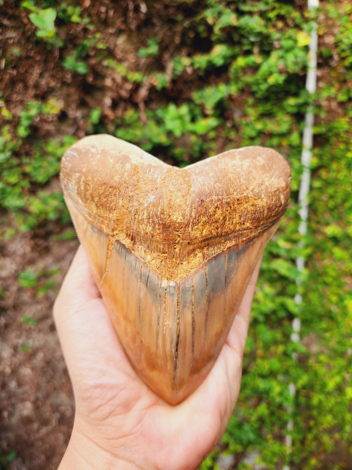 Kalifano Megalodon Teeth Natural Megalodon Tooth from Indonesia - 5.23" IST3600.024