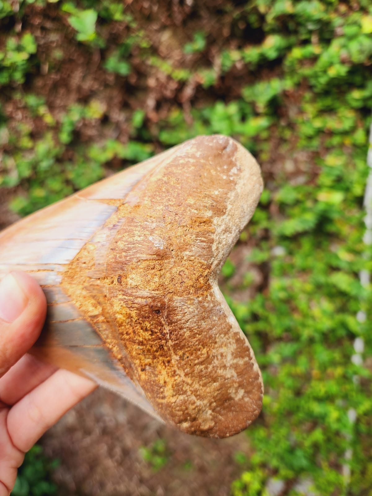 Kalifano Megalodon Teeth Natural Megalodon Tooth from Indonesia - 5.23" IST3600.024