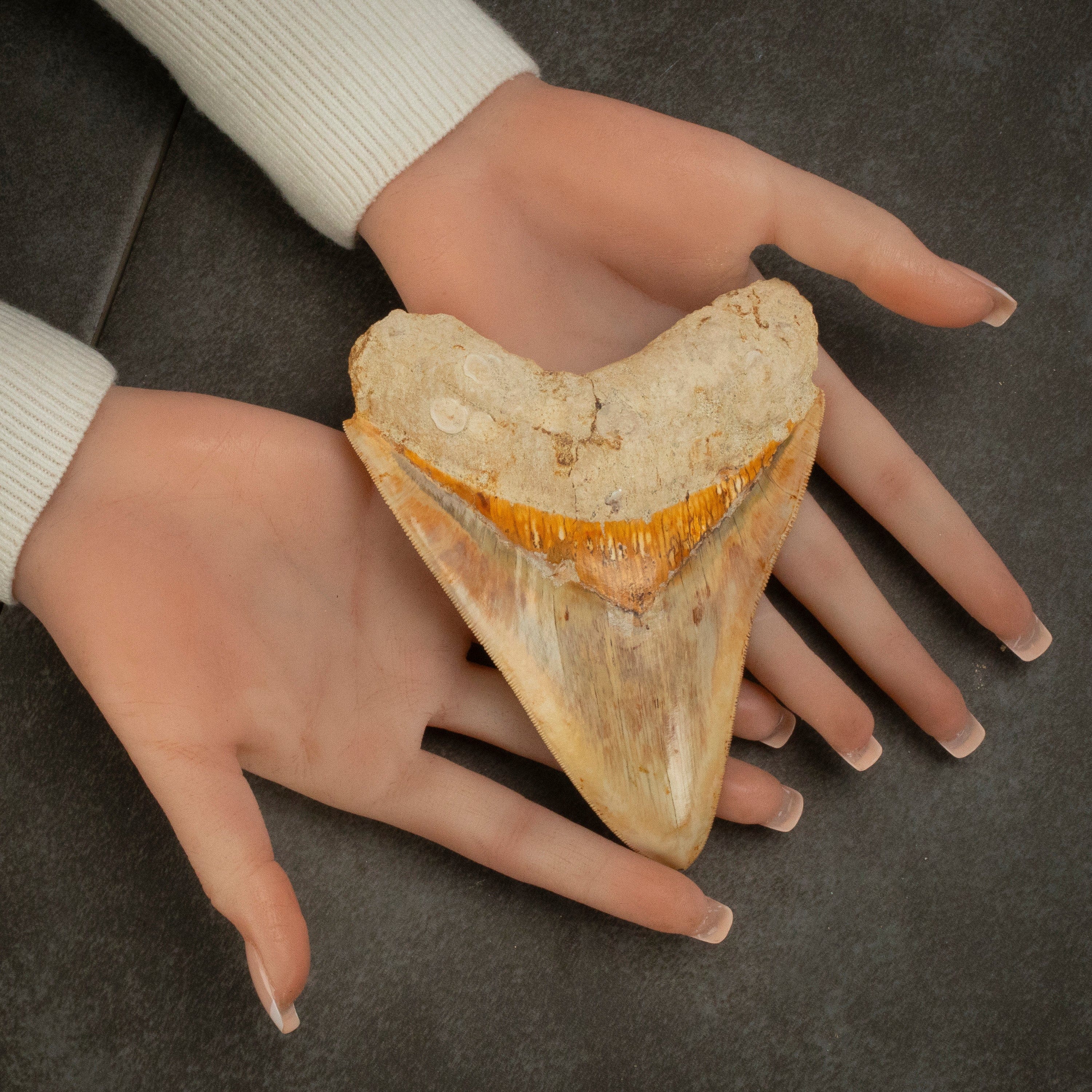 Kalifano Megalodon Teeth Natural Megalodon Tooth from Indonesia - 5.3" IST3600.004