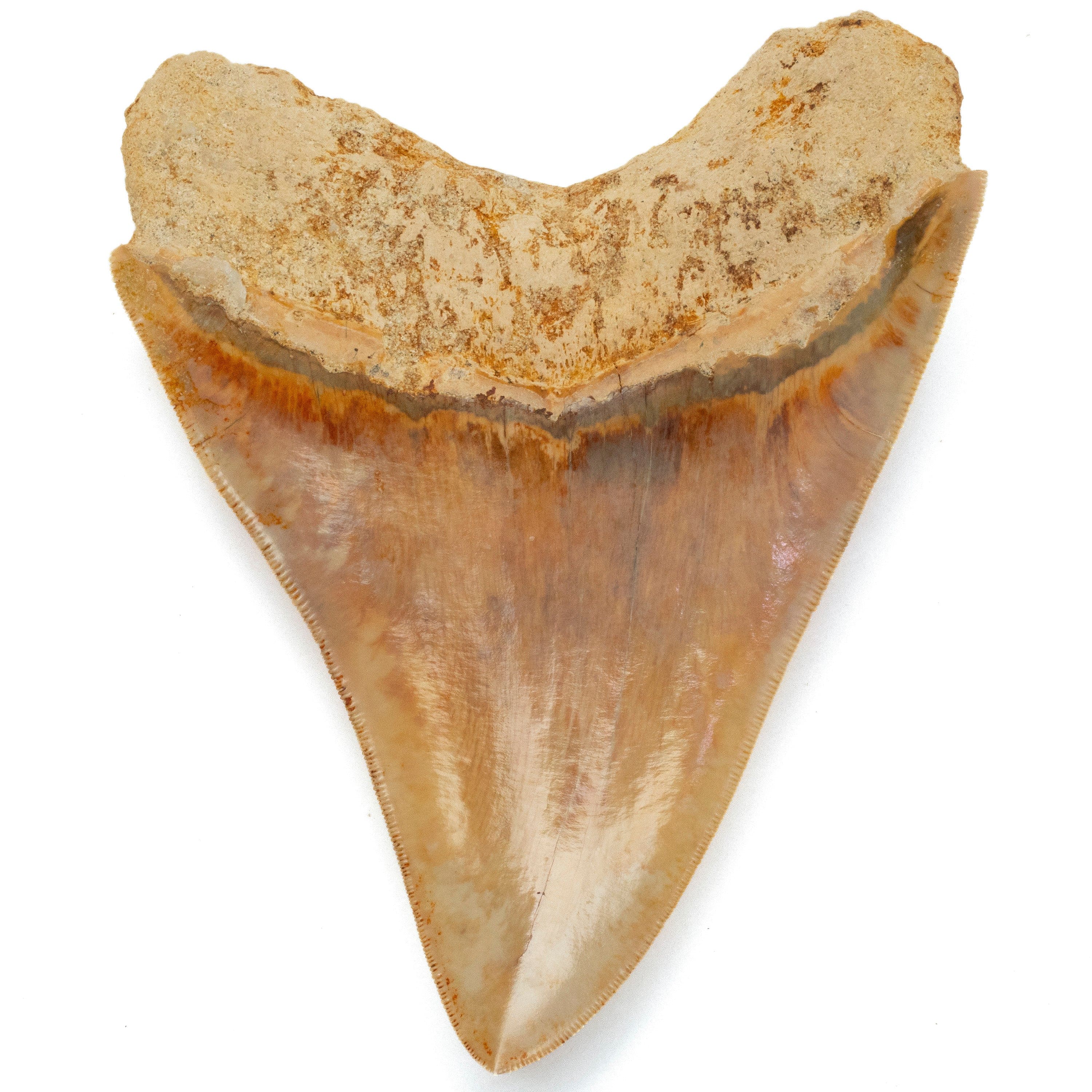 Kalifano Megalodon Teeth Natural Megalodon Tooth from Indonesia - 5.3" IST3600.004