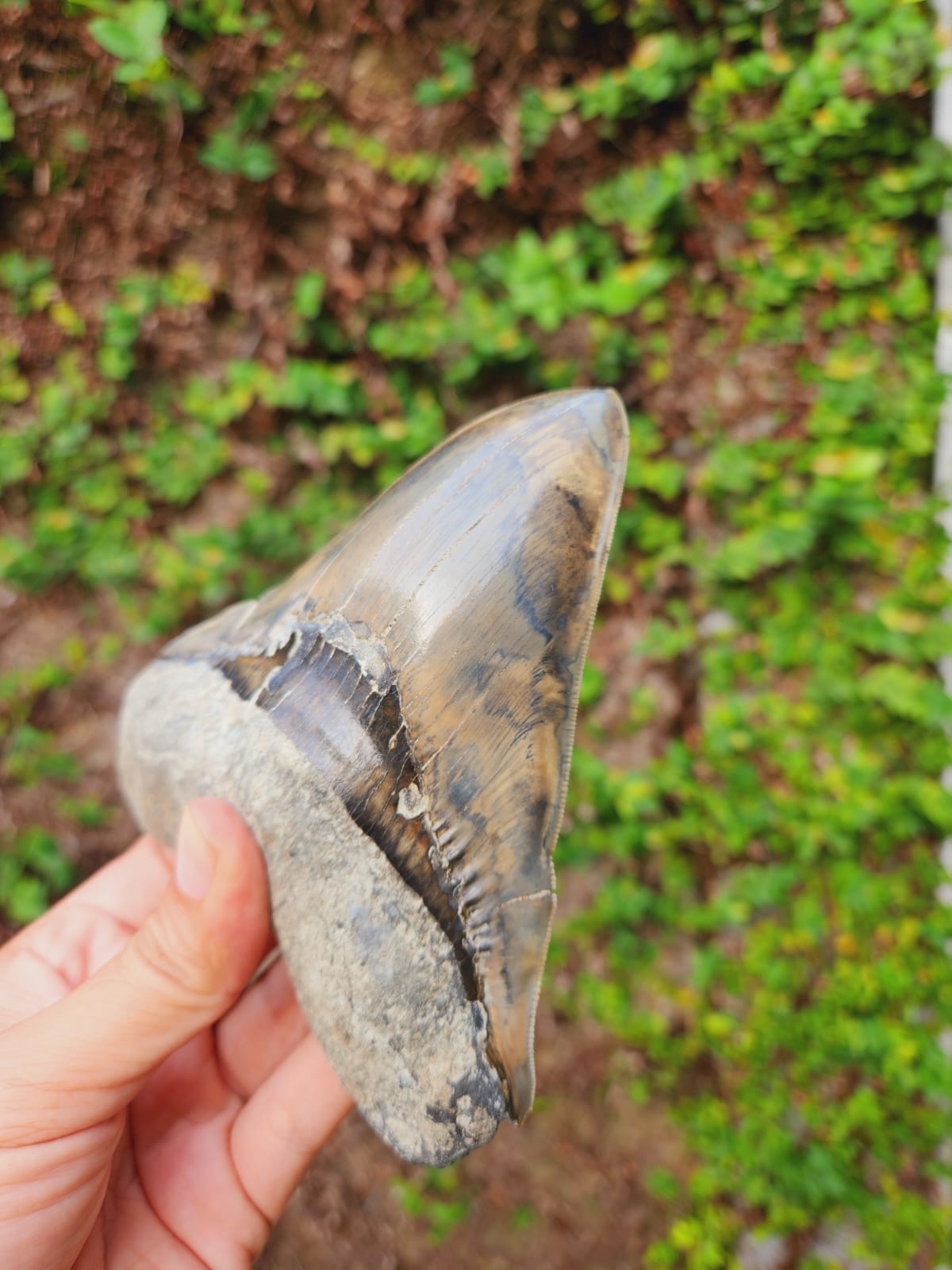 Kalifano Megalodon Teeth Natural Megalodon Tooth from Indonesia - 5.3" IST4000.003