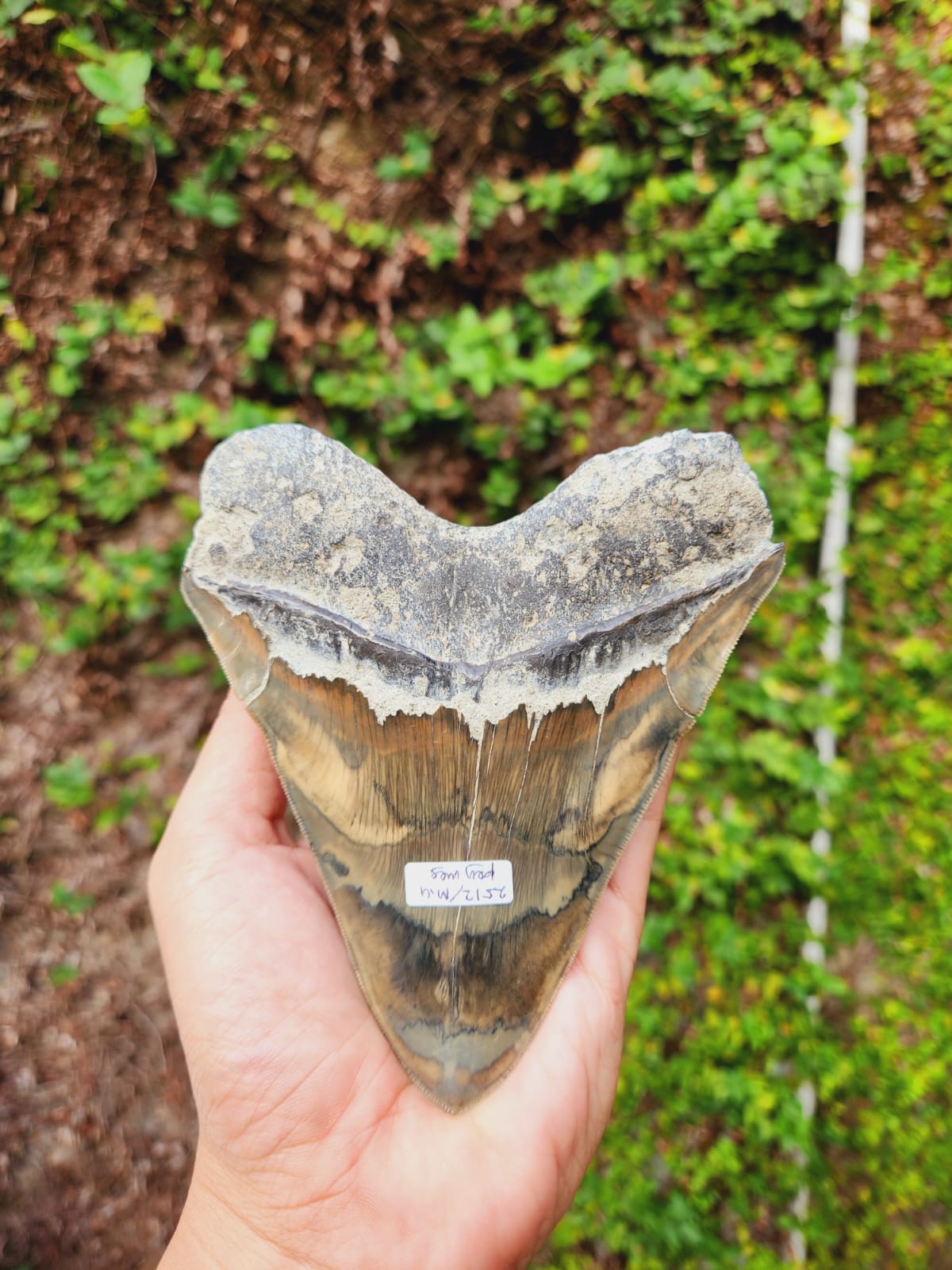 Kalifano Megalodon Teeth Natural Megalodon Tooth from Indonesia - 5.3" IST4000.003