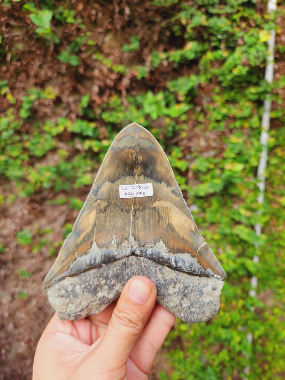 Kalifano Megalodon Teeth Natural Megalodon Tooth from Indonesia - 5.3" IST4000.003