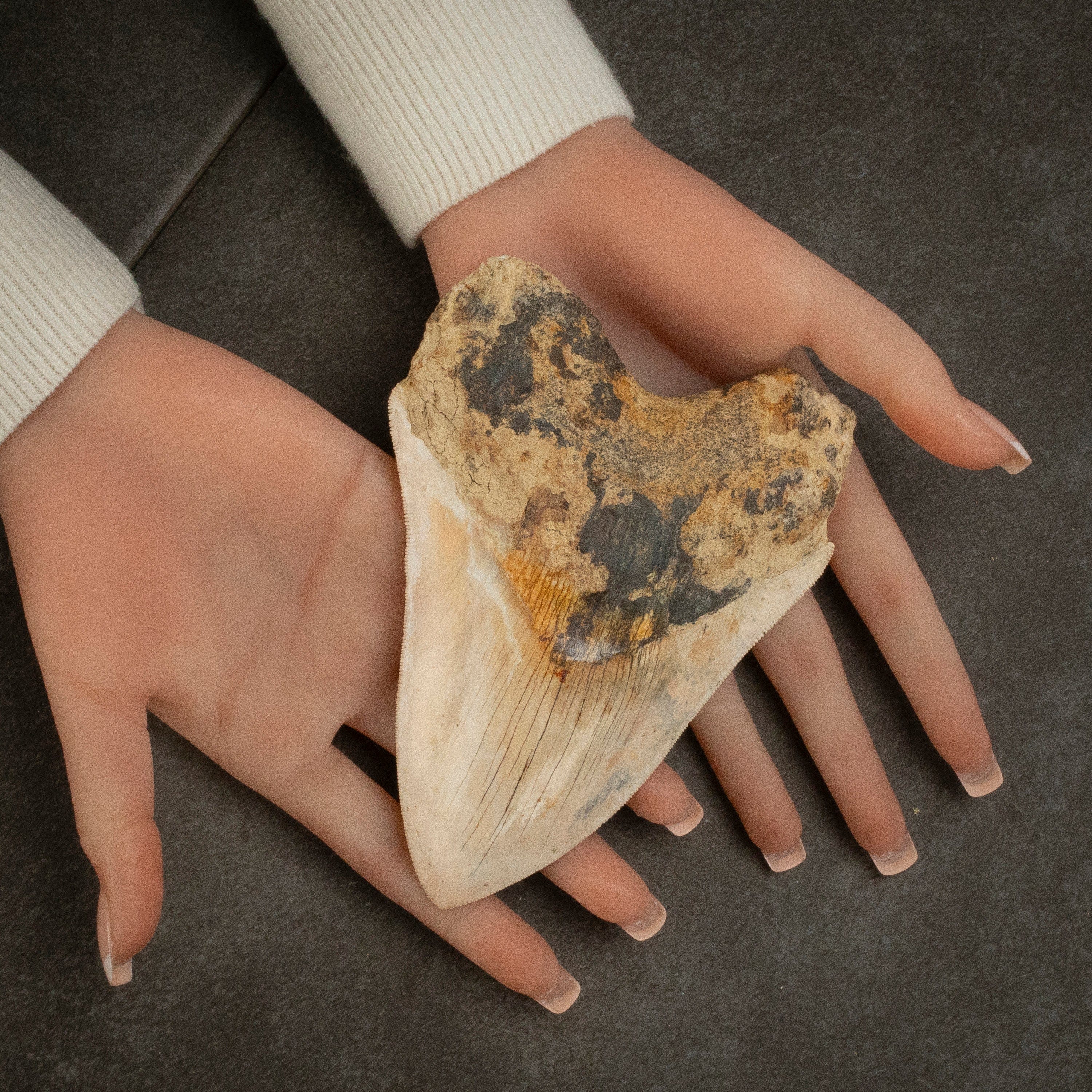 Kalifano Megalodon Teeth Natural Megalodon Tooth from Indonesia - 5.5" IST3900.004